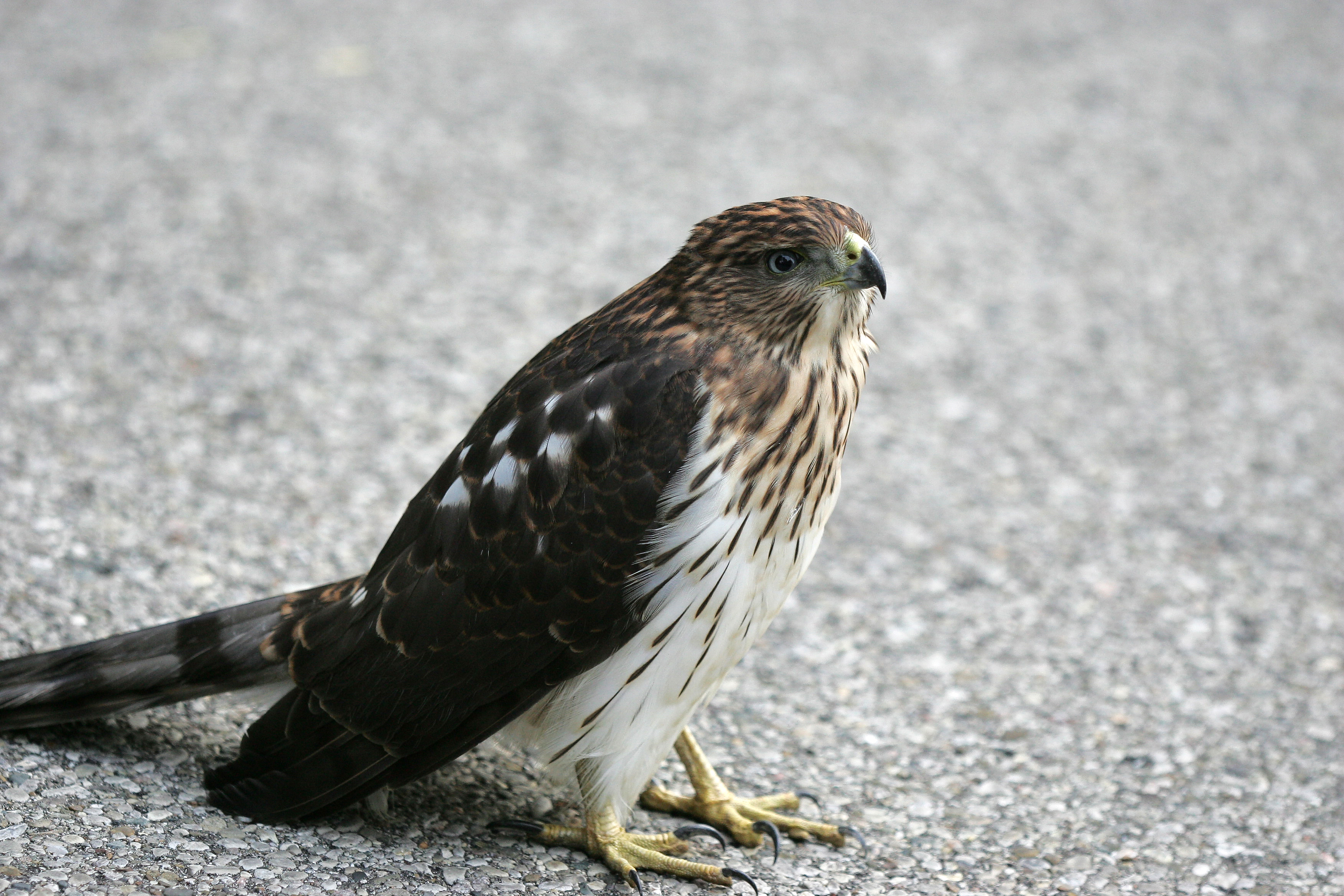 Ohio Bird Photo Collection: Juvenile Cooper's Hawk