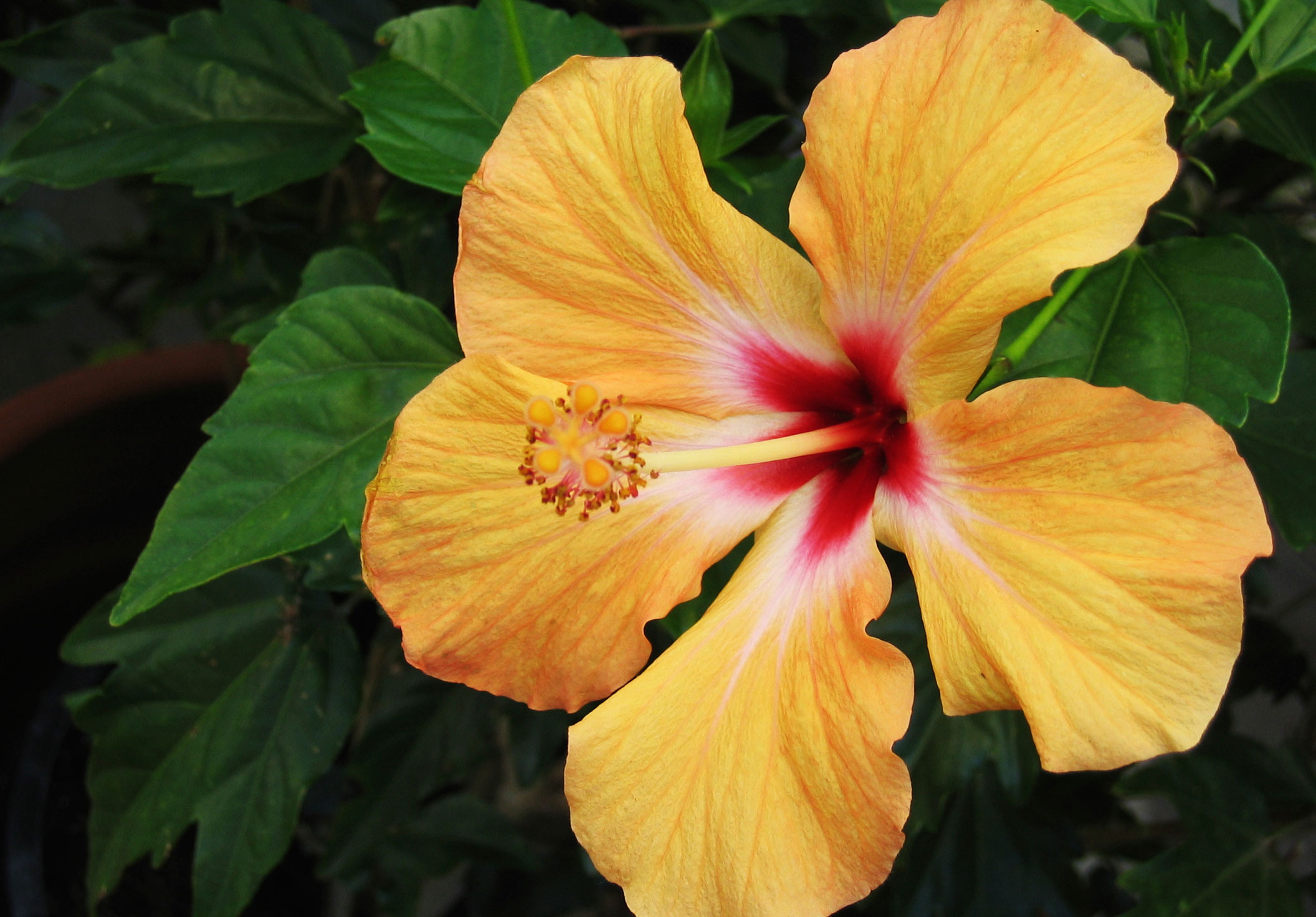 Best Medicinal Uses of Hibiscus Plant and Flower