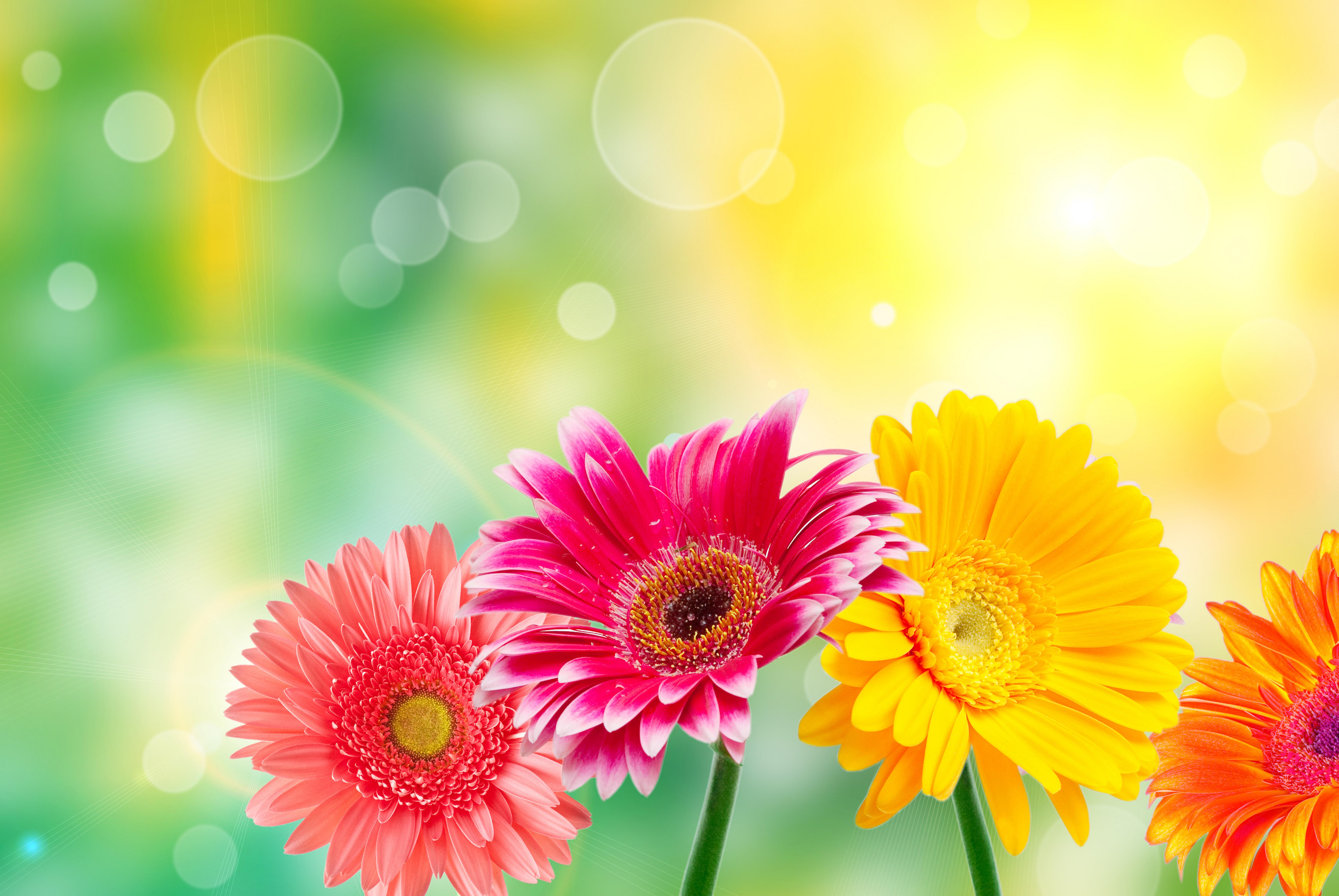 Quality Flower images Wallpapers, Wallpapers