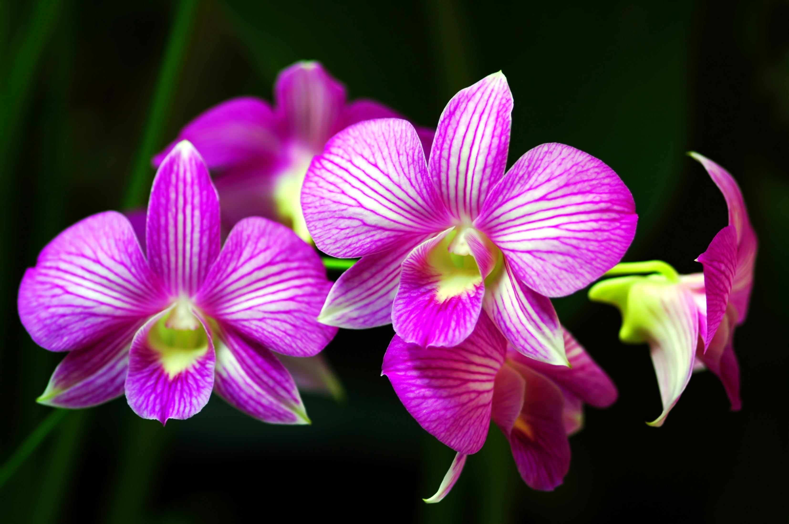 How To Care For Orchids Flower - InspirationSeek.com