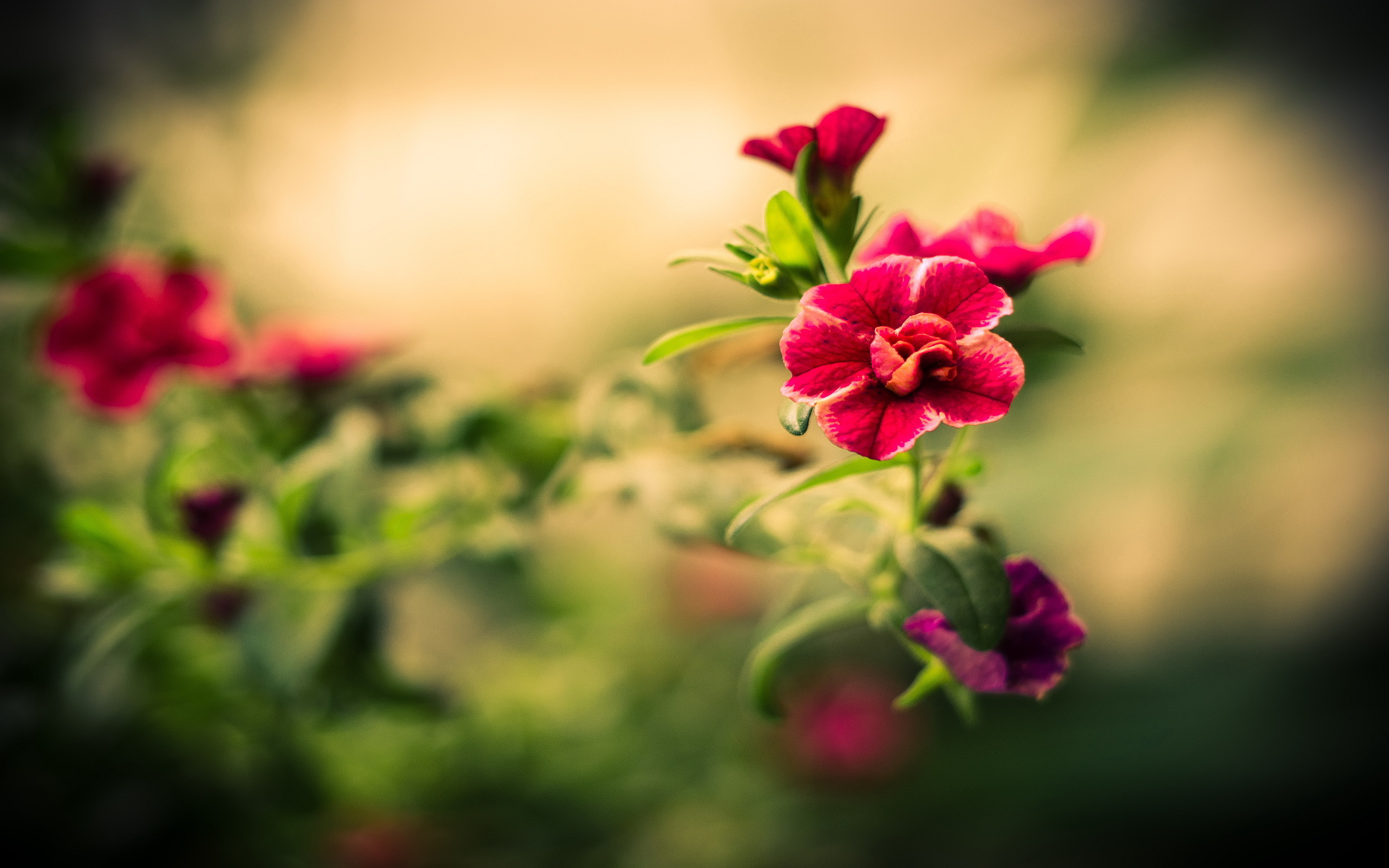 Hd Macro Flower Images Widescreen Pics Of Androids Wallpaper Red ...