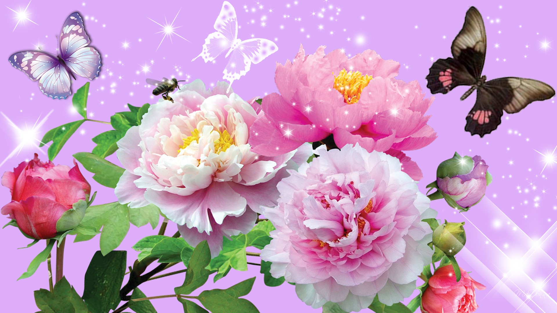 Wallpapers Of The Day: Flower – 1920x1080 px Flower Backgrounds ...