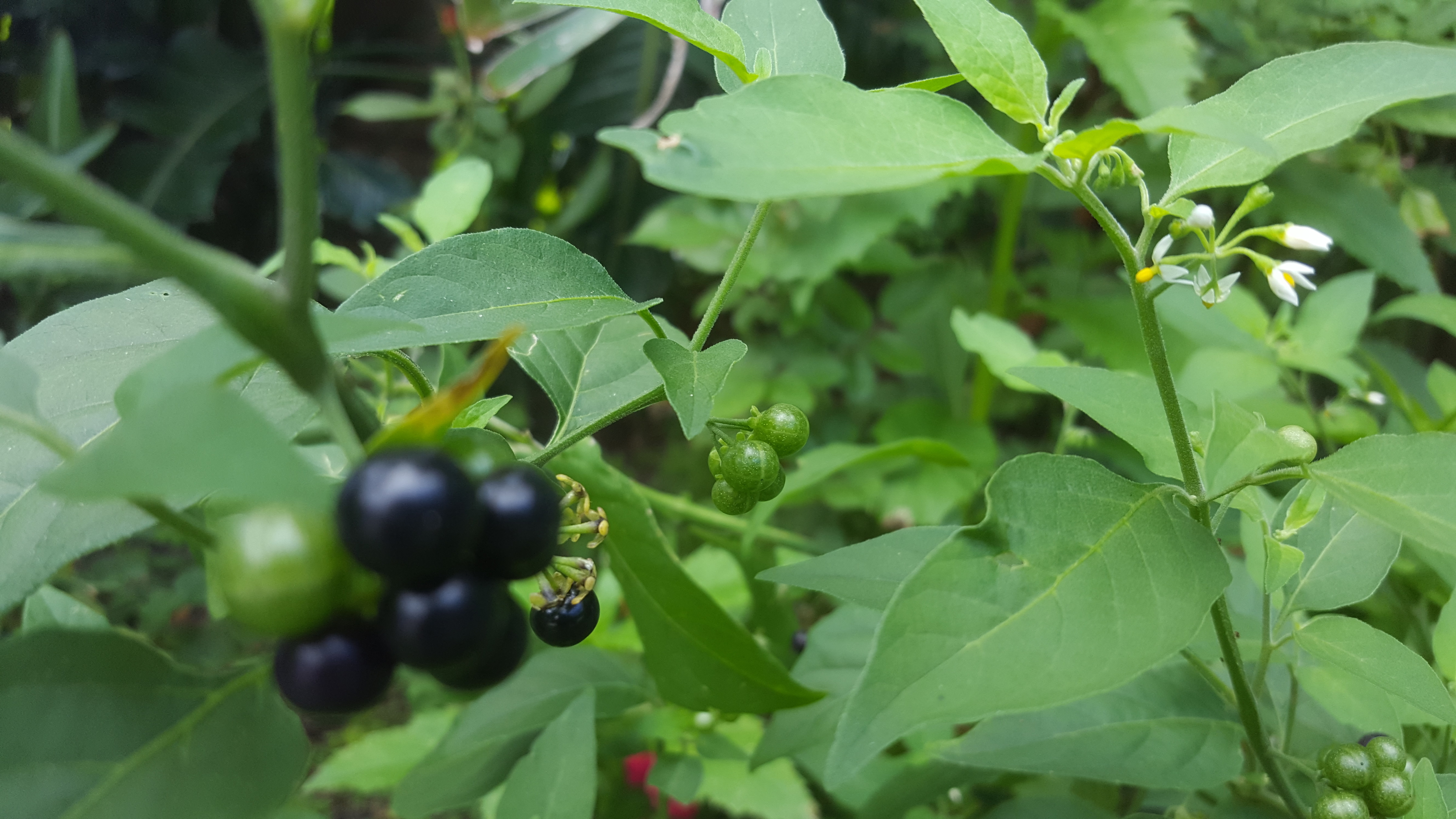 Is this nightshade? It has a tiny white flower and a black berry ...