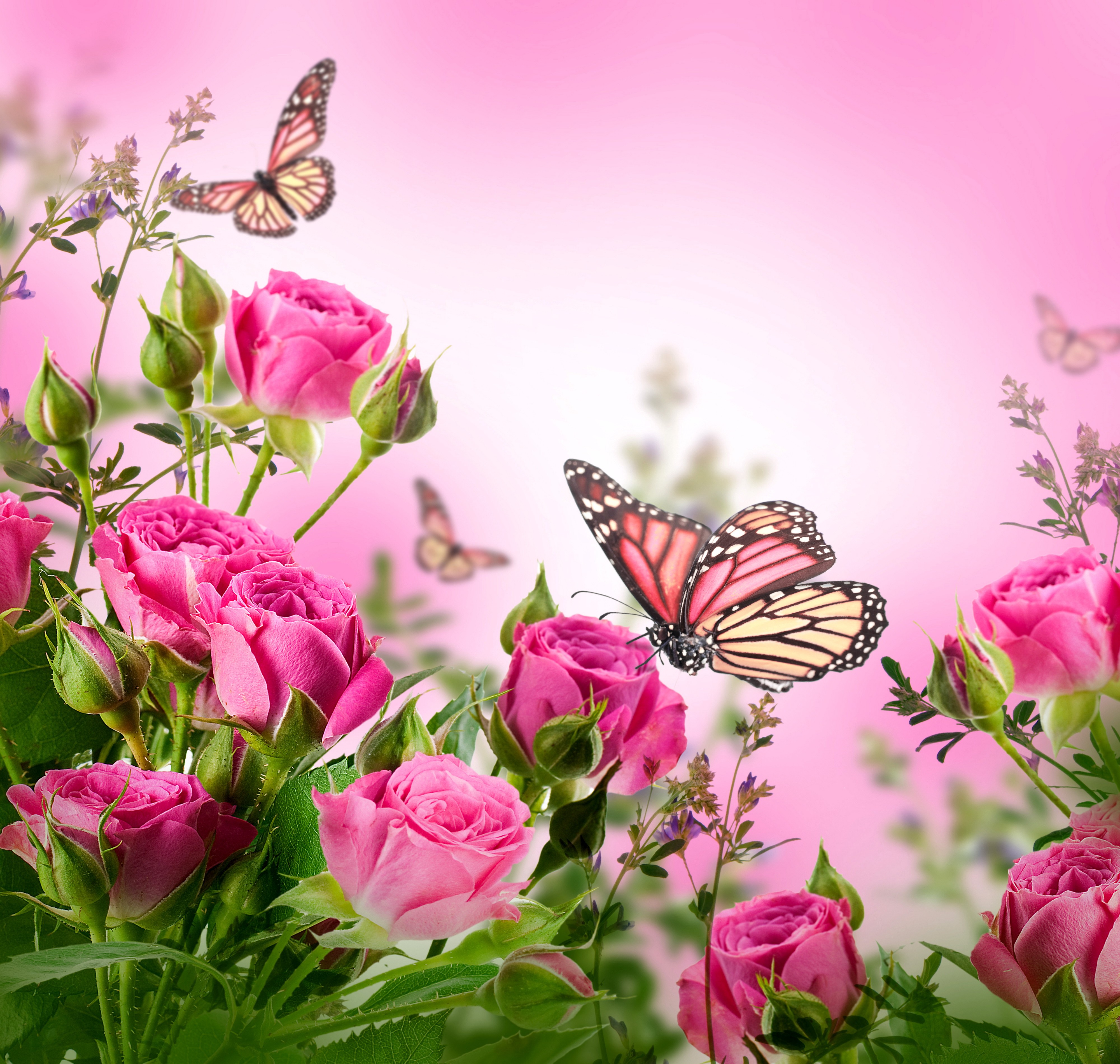 Download Free Photo Flower And Butterflies Butterfly Flower Insects Free Download Jooinn