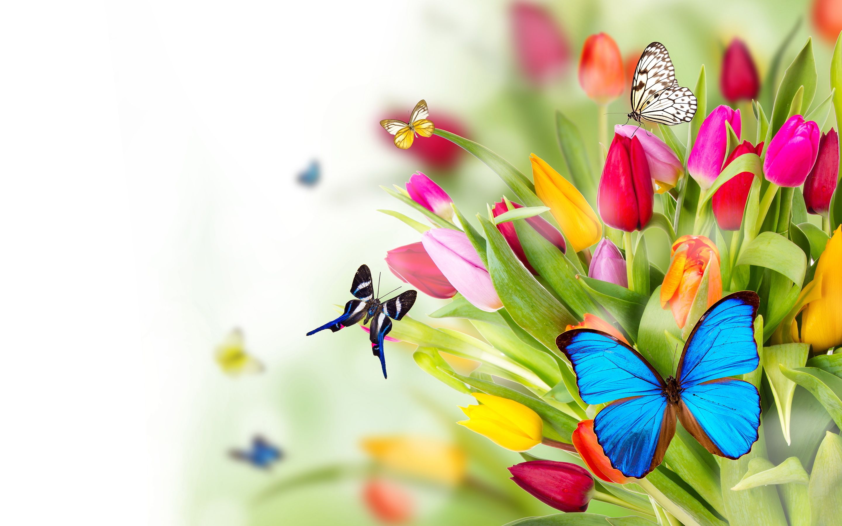 Butterfly Backgrounds | Flowers butterflies Wallpapers Pictures ...