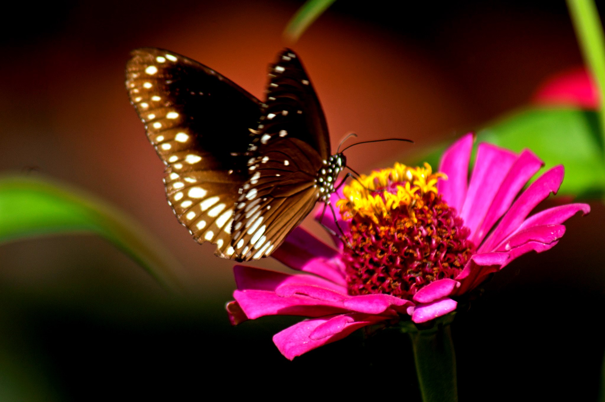 Ideas Of Flower And Butterfly Pictures