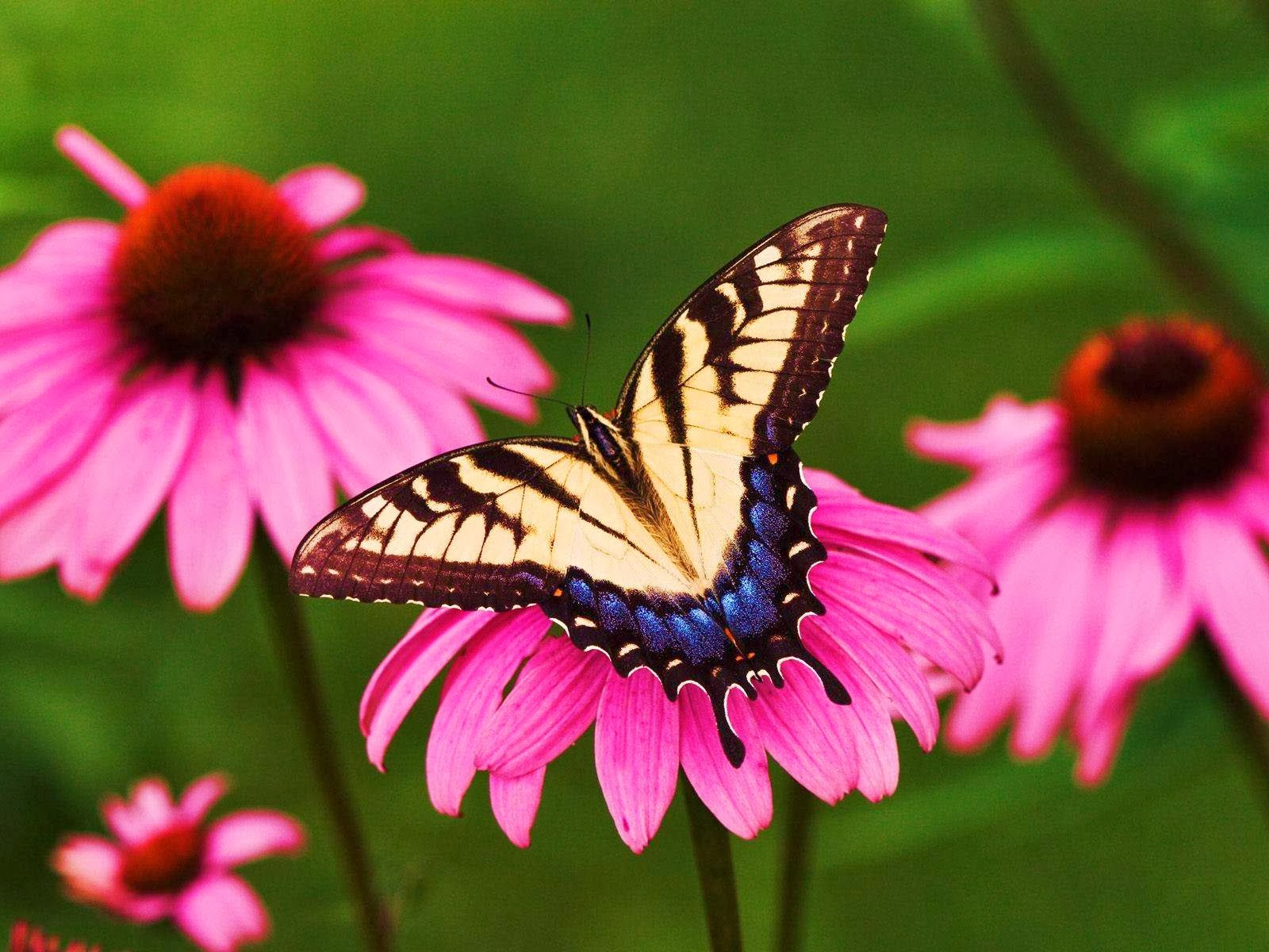 Rules of the Jungle: Symbiotic relationship of butterfly and flower