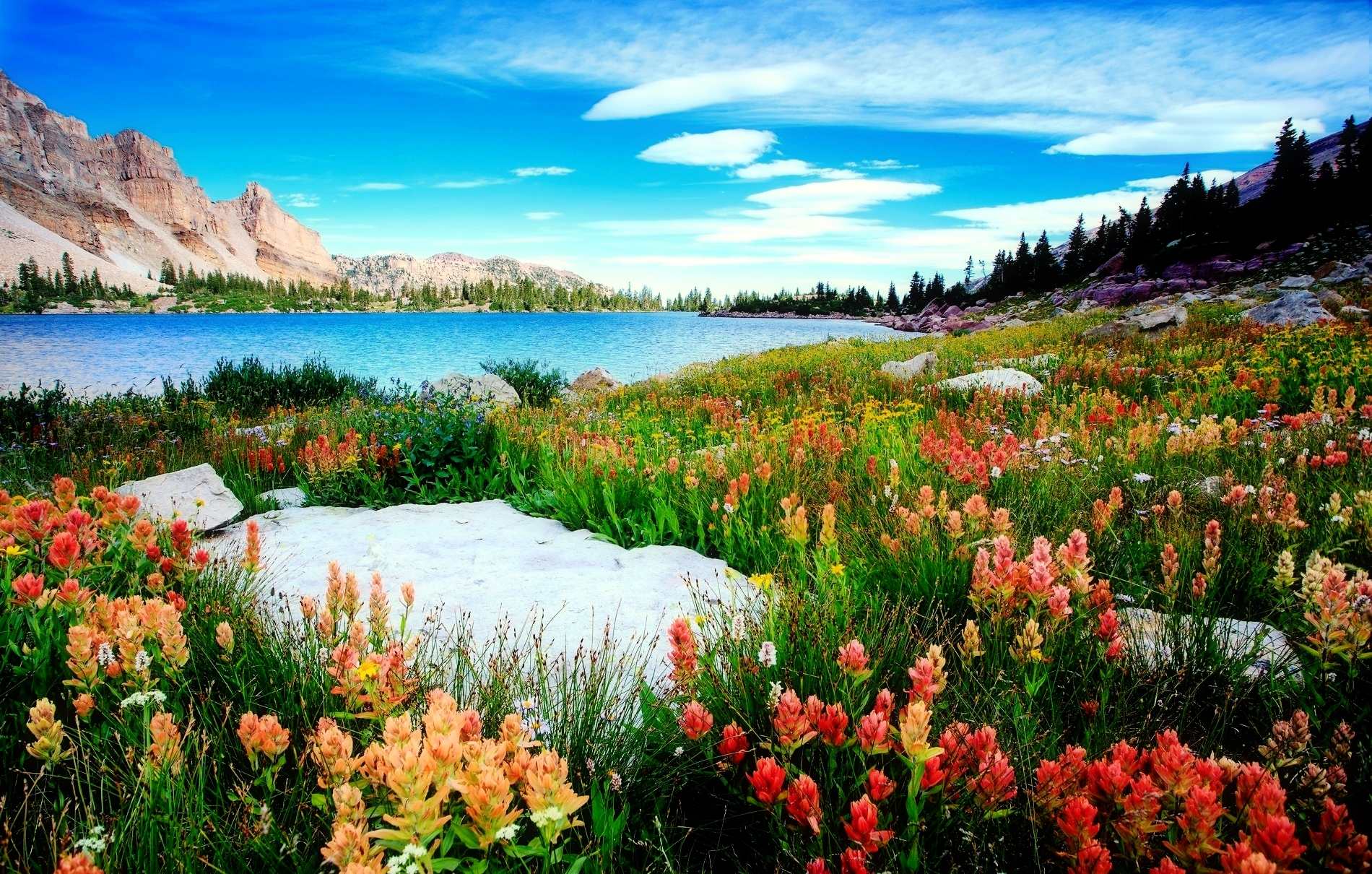Free photo: Flower and Lake - Flower, Lake, Nature - Free Download - Jooinn