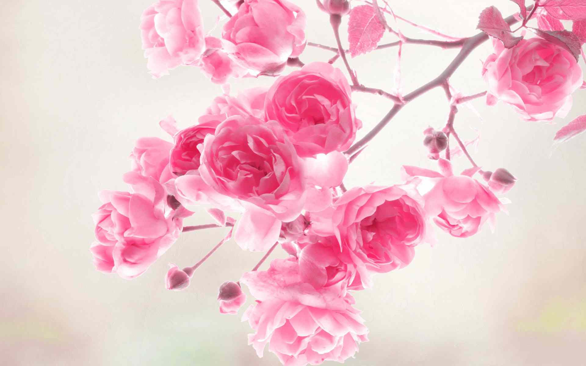 Free Flower Background « Long Wallpapers