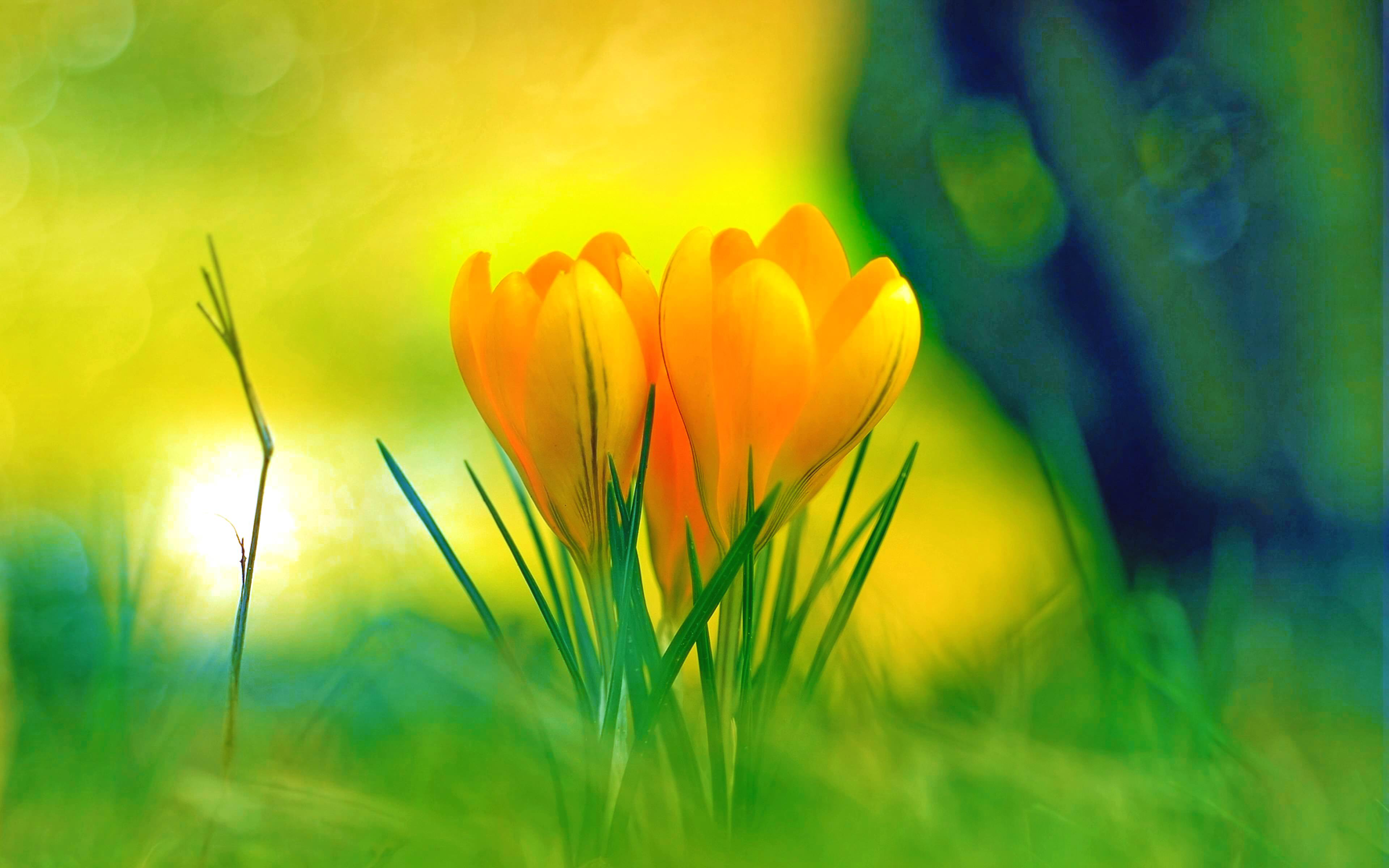 169+ Flower Backgrounds, Wallpapers, Pictures, Images | Design ...