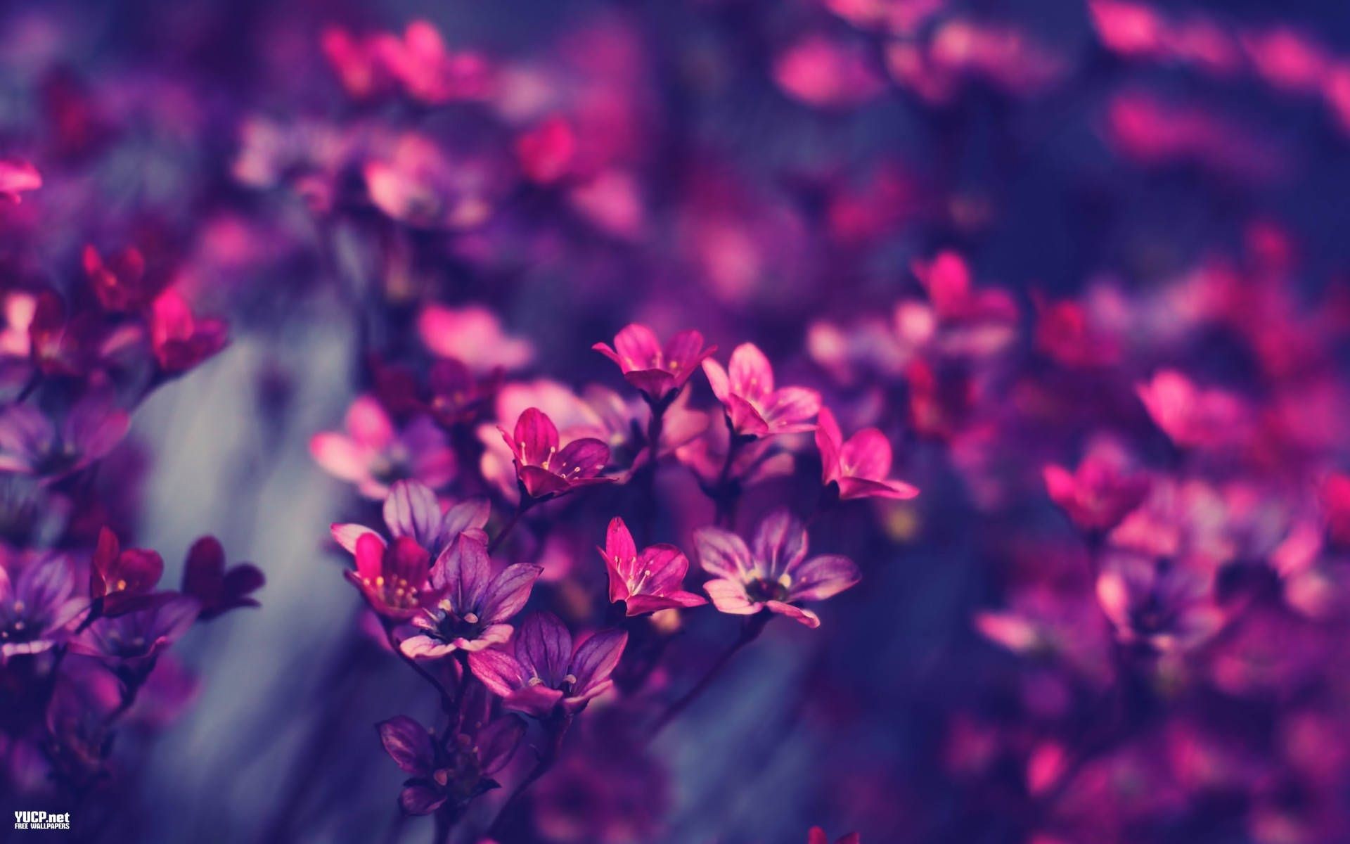 Vintage Flower background ·① Download free amazing High Resolution ...
