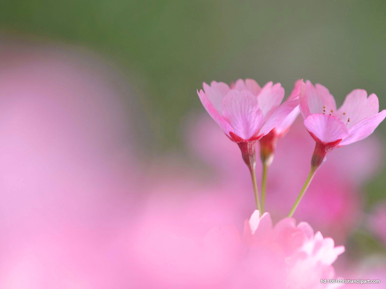 Valentine Flower Background – HD Slide Backgrounds