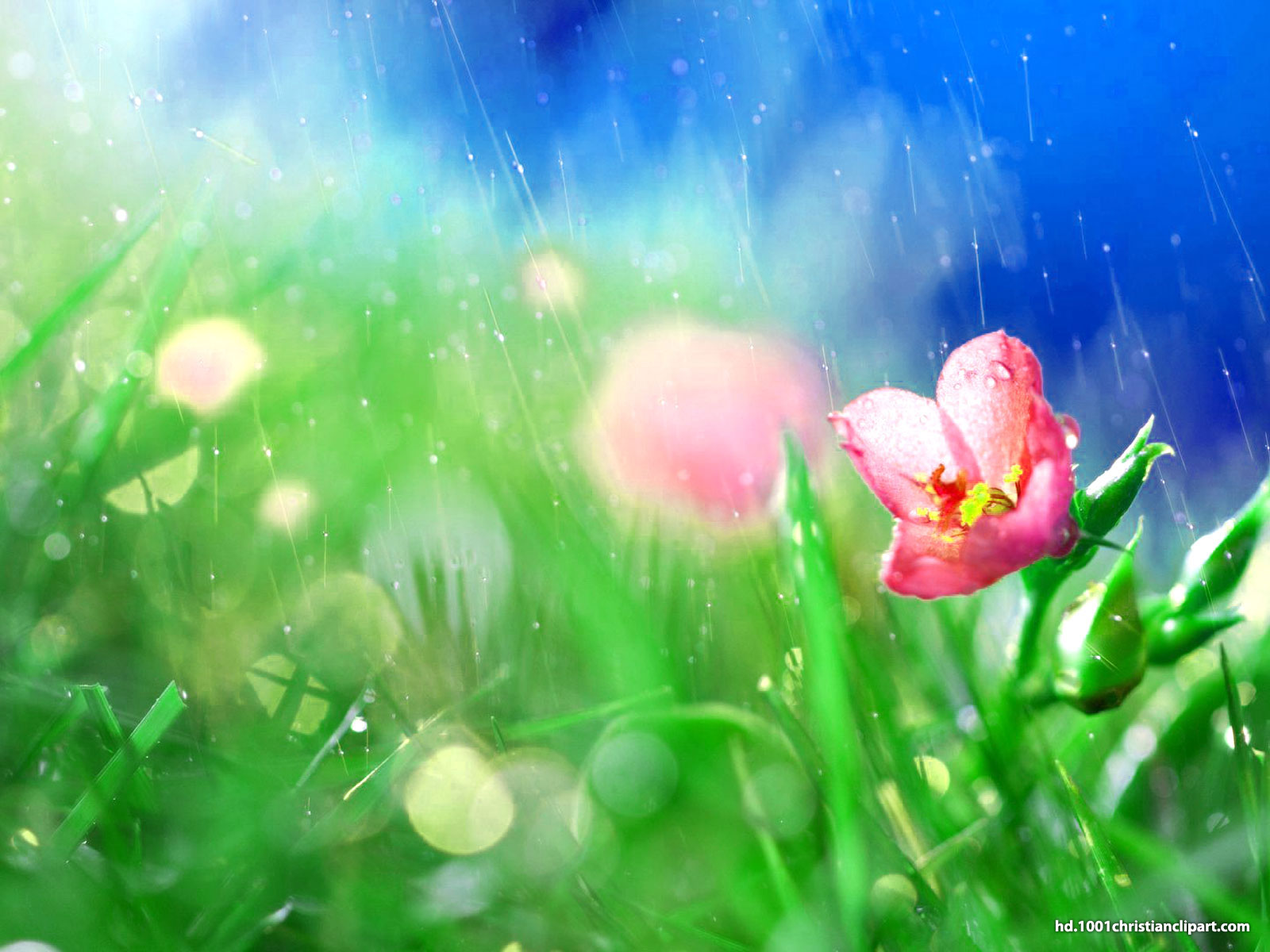 Rain Flower Background – HD Slide Backgrounds