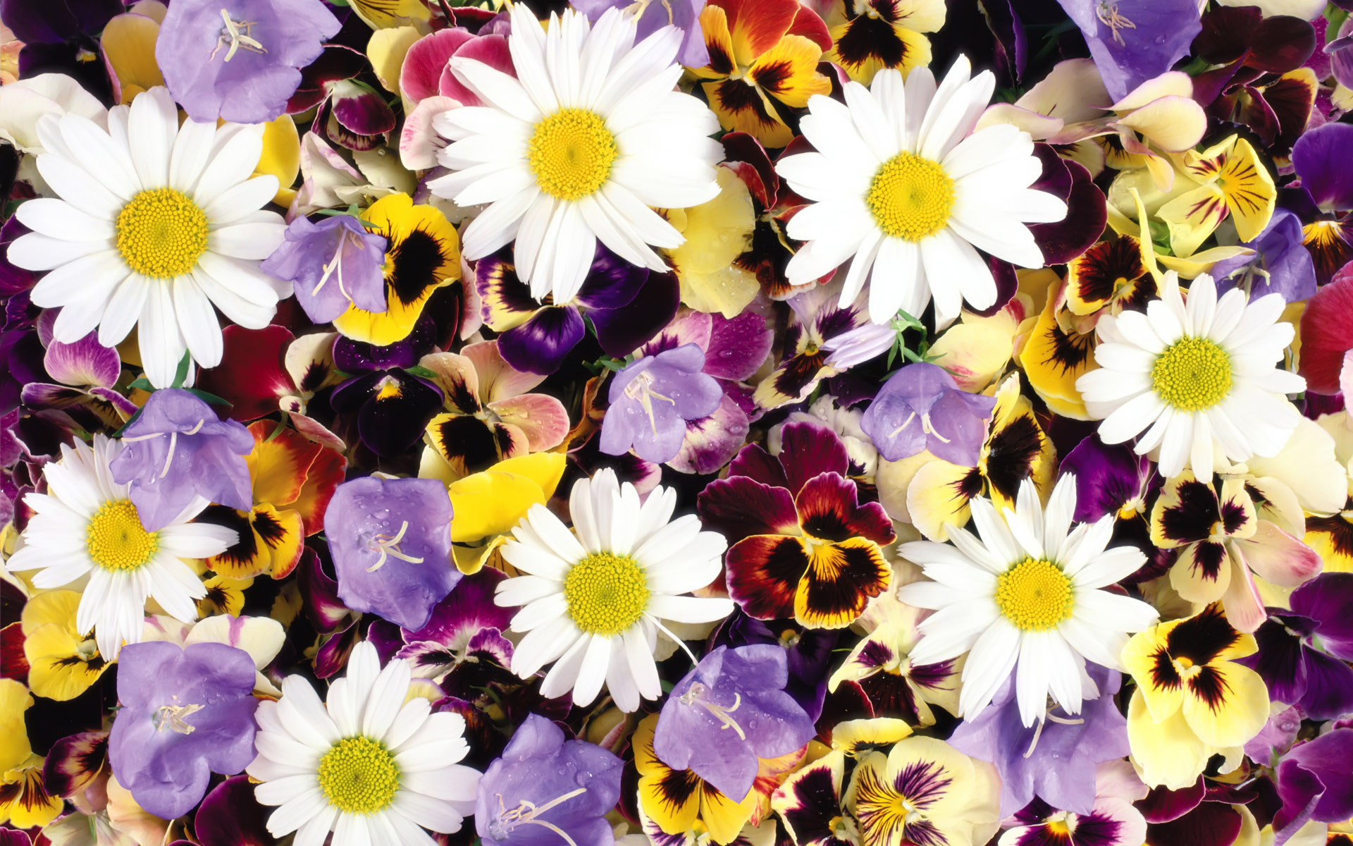 1920 Series III flowers background 13594 - Flower background - Flowers