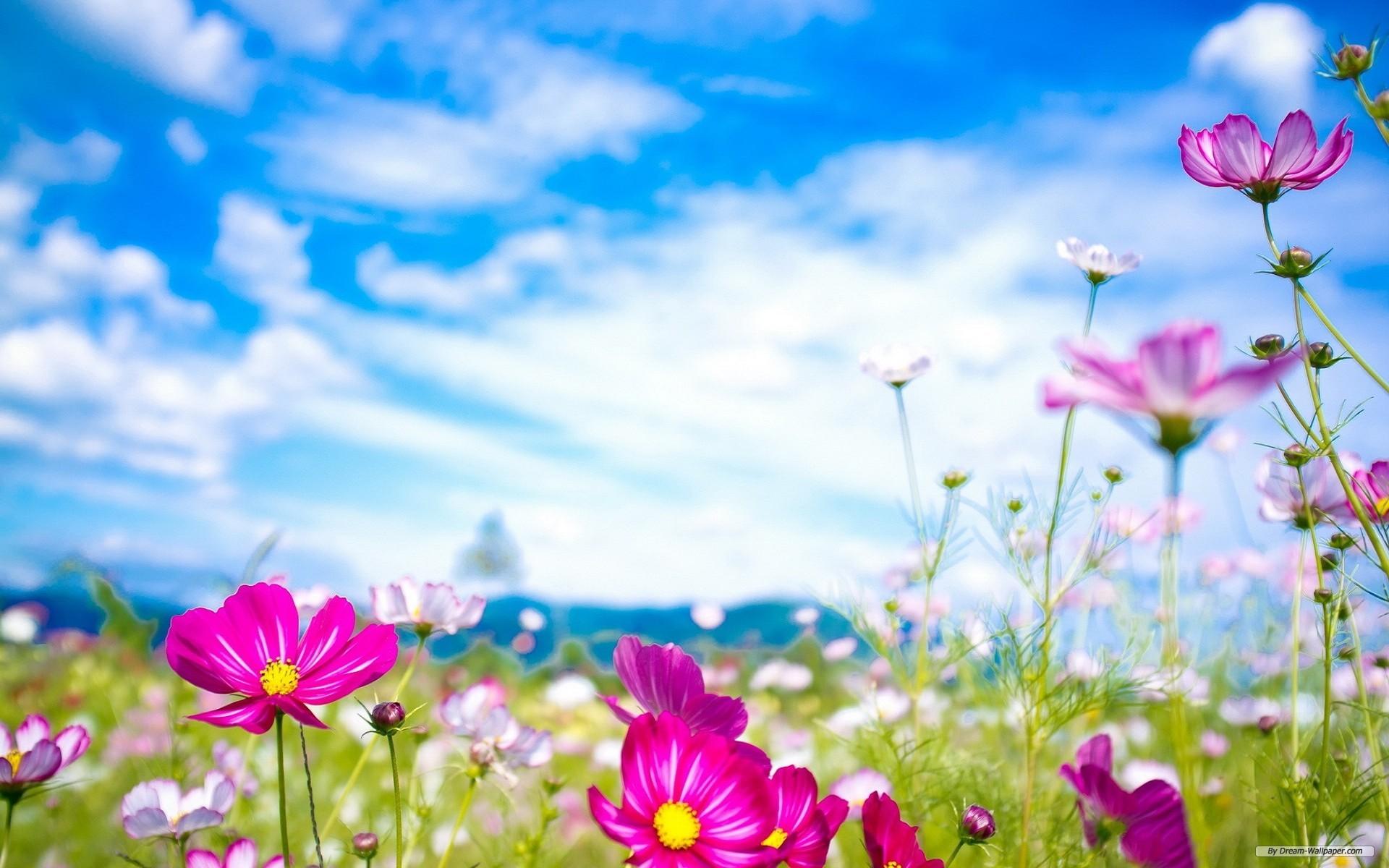 Free Flower Background Images Hd Wallpaper Backgrounds Of Laptop ...