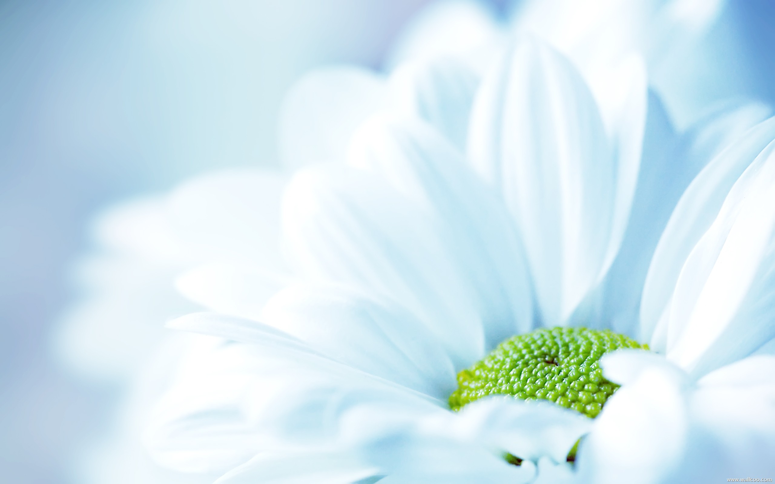 White Flower Background wide Wallpapers - New HD Wallpapers