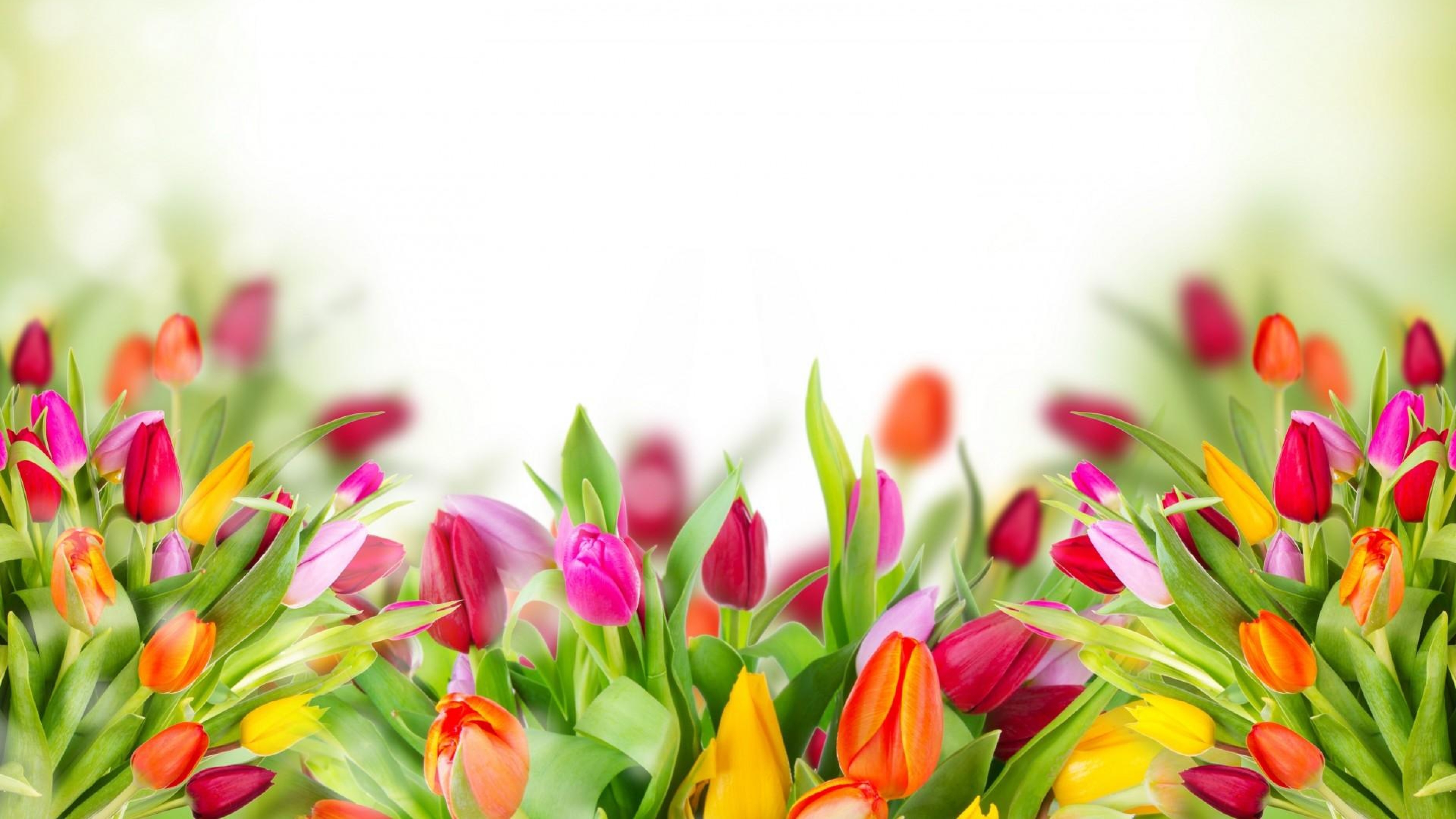 Tulips Flower Background
