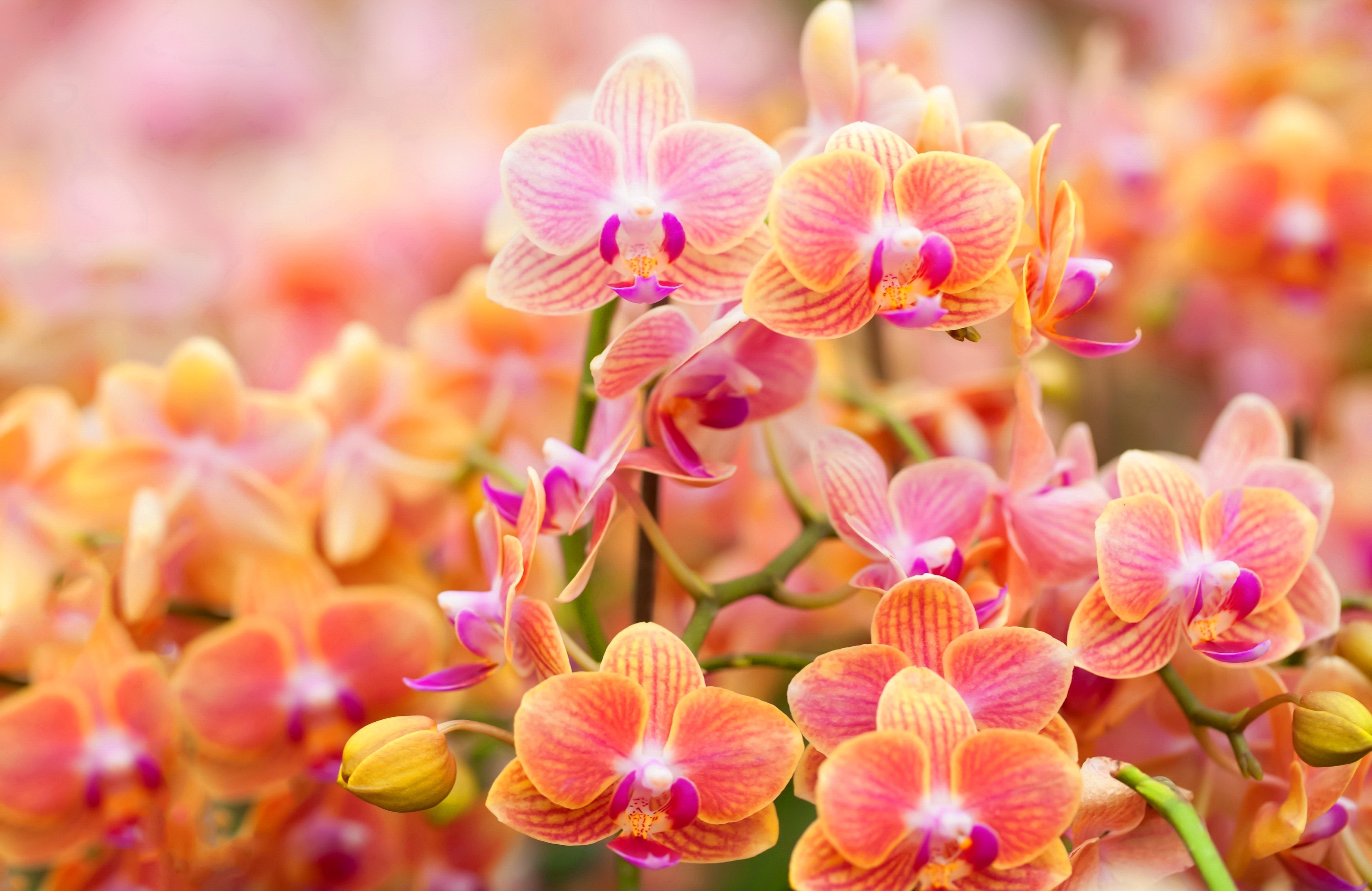 Flower Beautiful Pretty Nature Carpet Orange Lovely Flowers Orchids ...