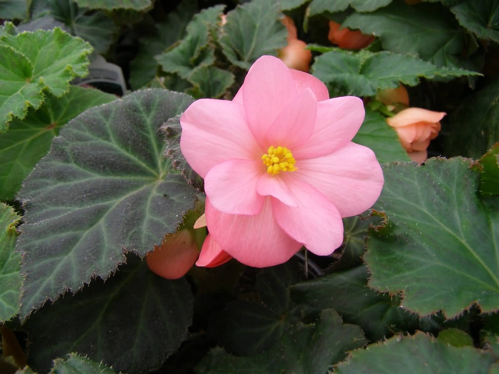 Begonia flower beautiful | Begonia collection of the most beautiful ...