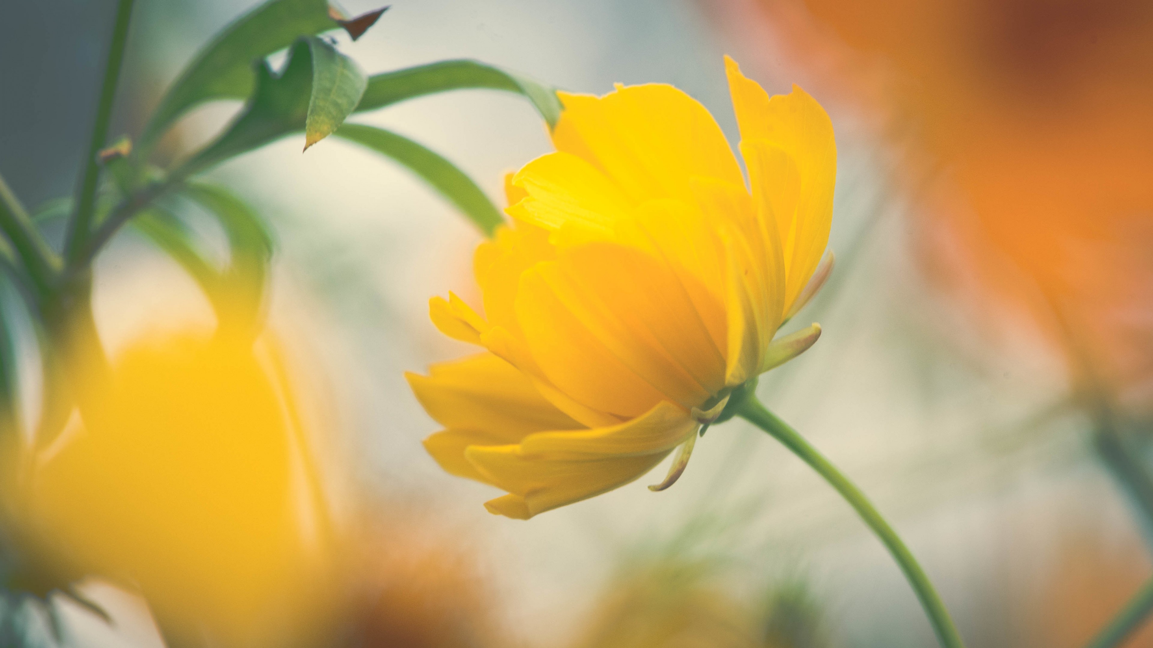 Wallpaper Yellow flower, Beautiful, HD, Flowers, #1782