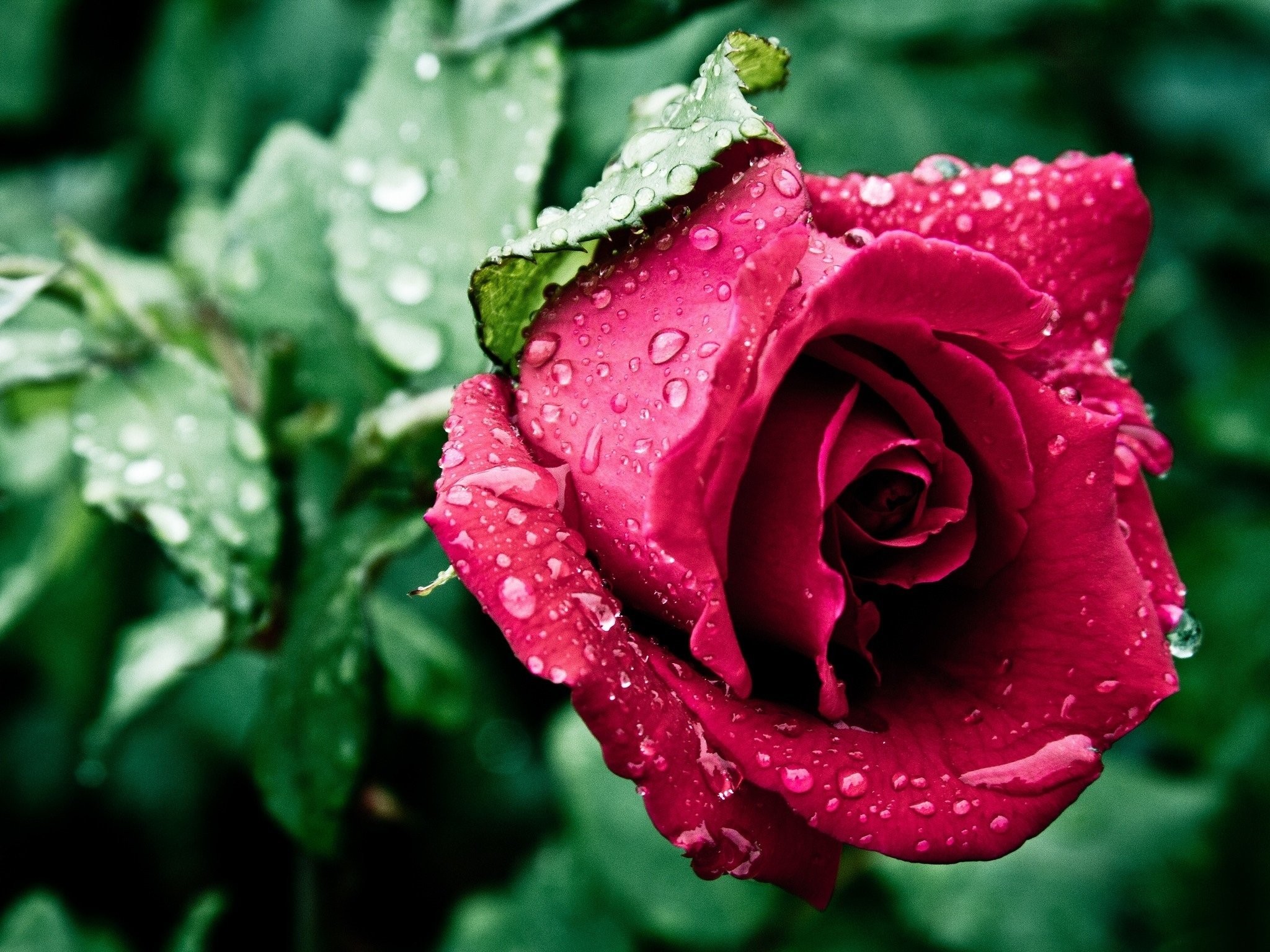 Wet roses photo