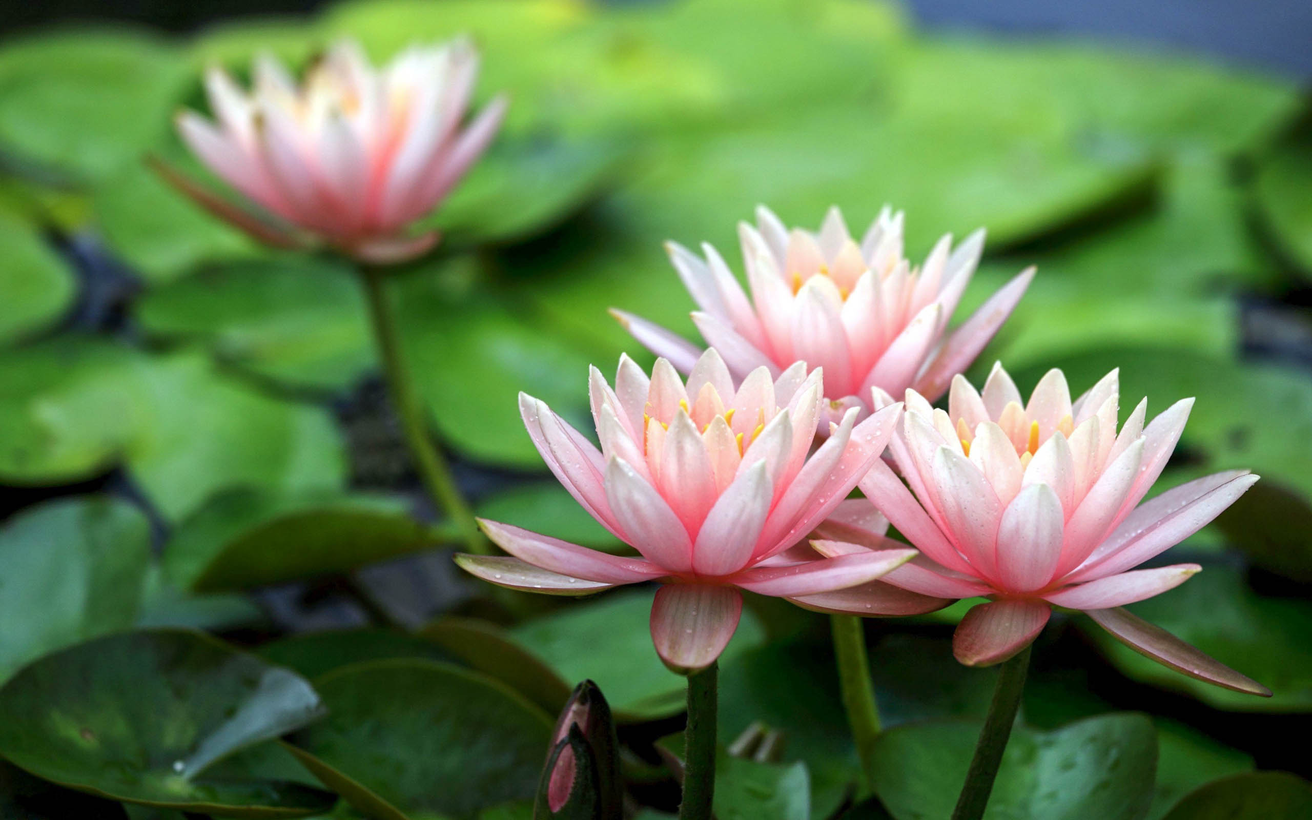 Lotus Flower Beautiful High Quality HD Wallpapers - All HD Wallpapers