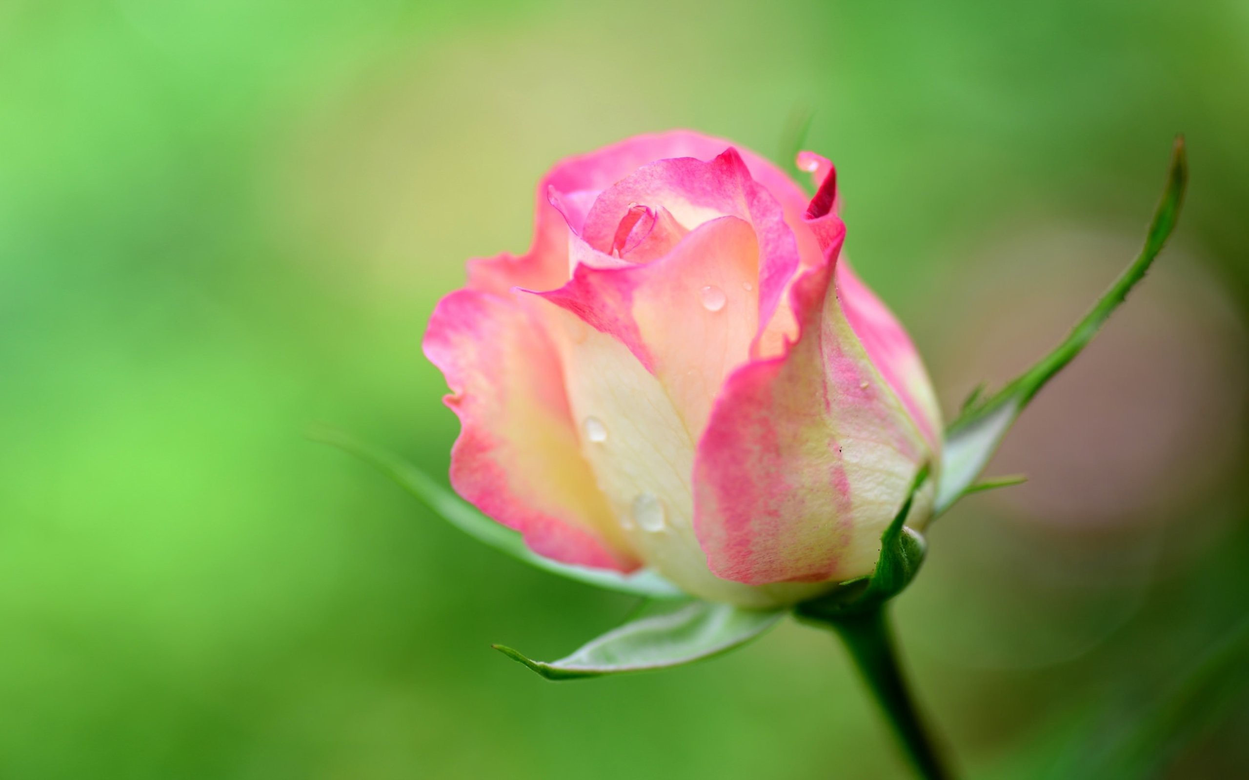 nature pink beauty flower beautiful rose free desktop backgrounds ...