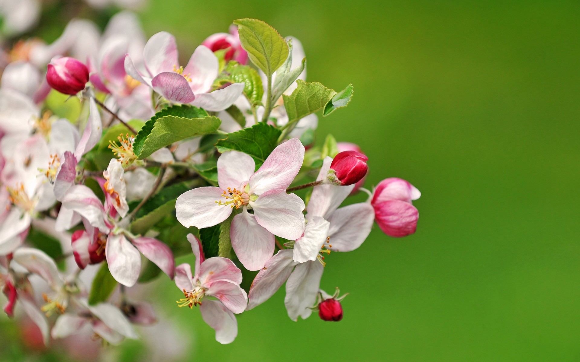 Flower: Beautiful Apple Blossoms Flowers Nature Trees Flower ...