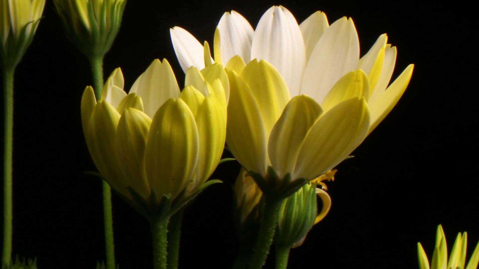 Yellow Flower time lapse blossom bud blooming White Lightning ...
