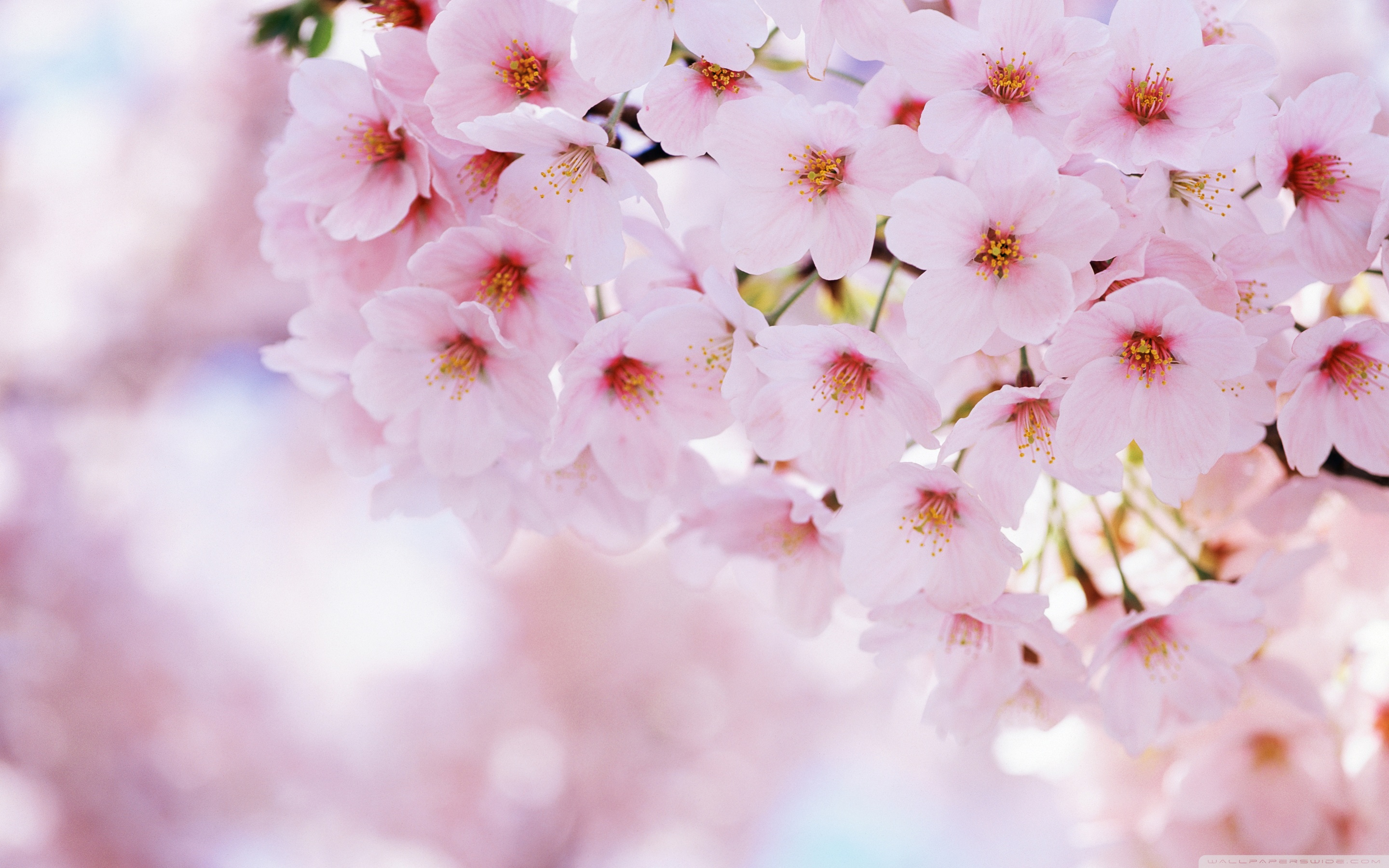 Blossom Flower HD Wallpaper, Background Images