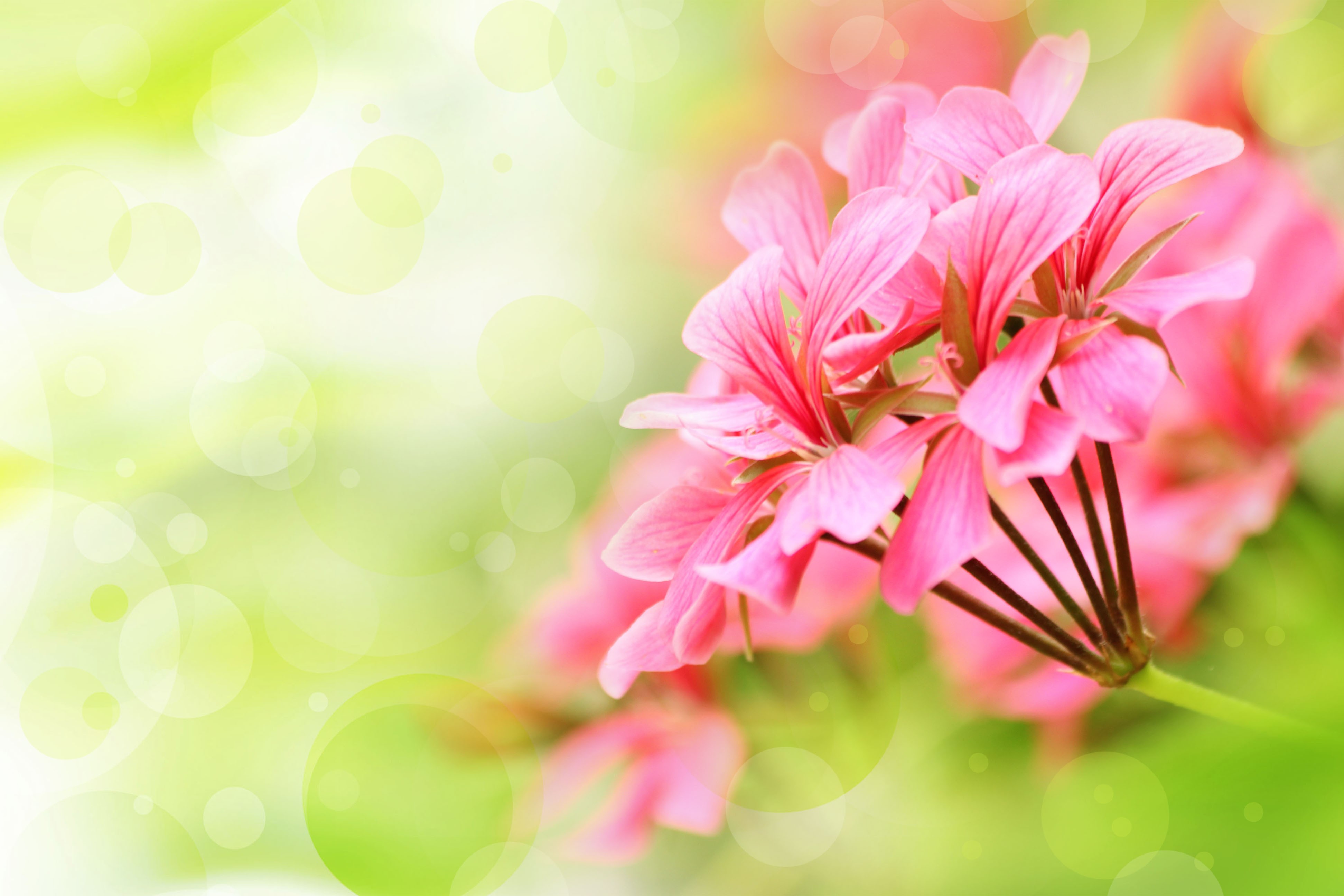 Flower Pink Petals Bokeh Nature Flowers Hd Videos 1080p ~ Flower HD ...