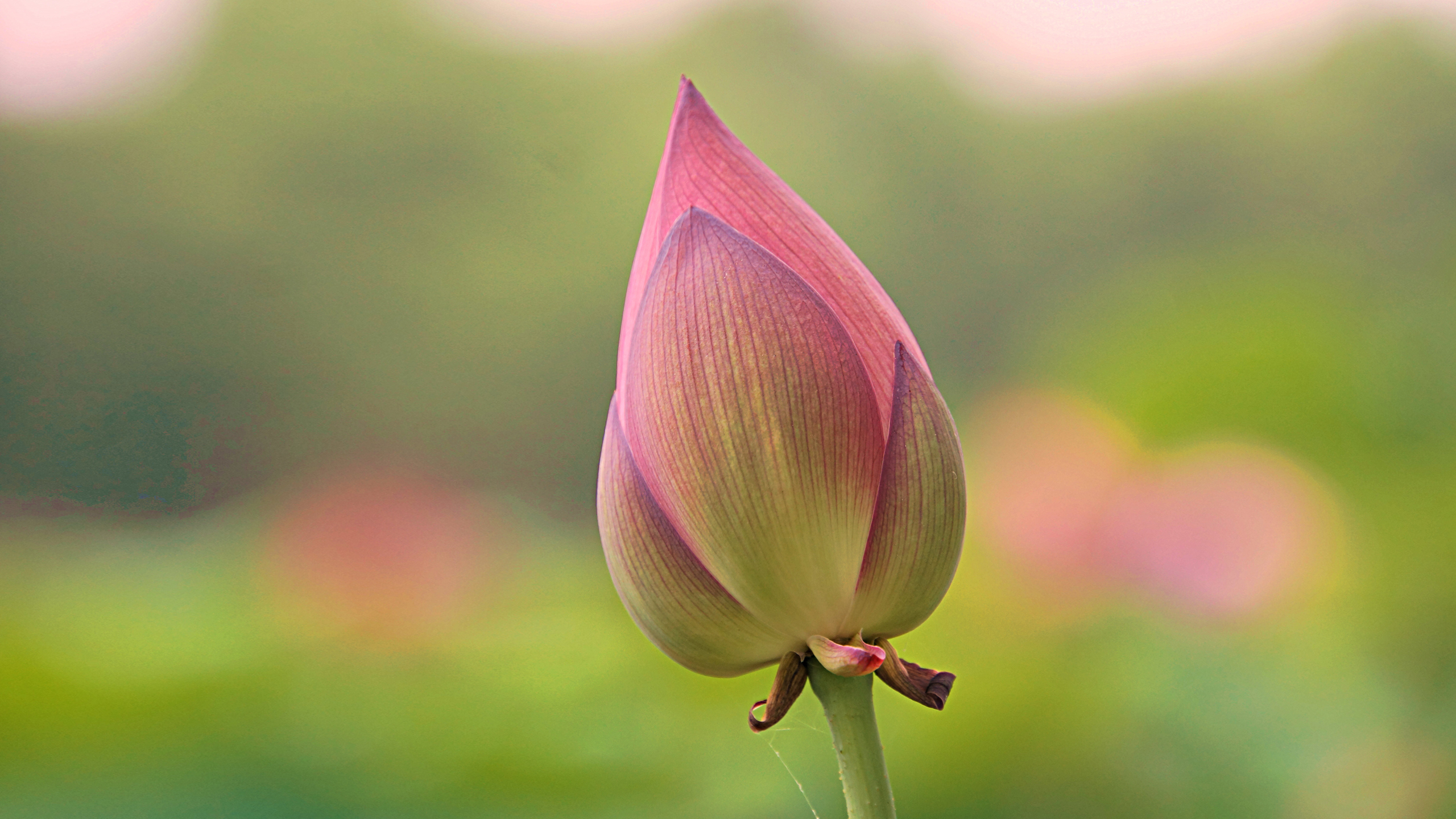 High Resolution Picture Of Lotus Flower Bud in Close Up | HD ...