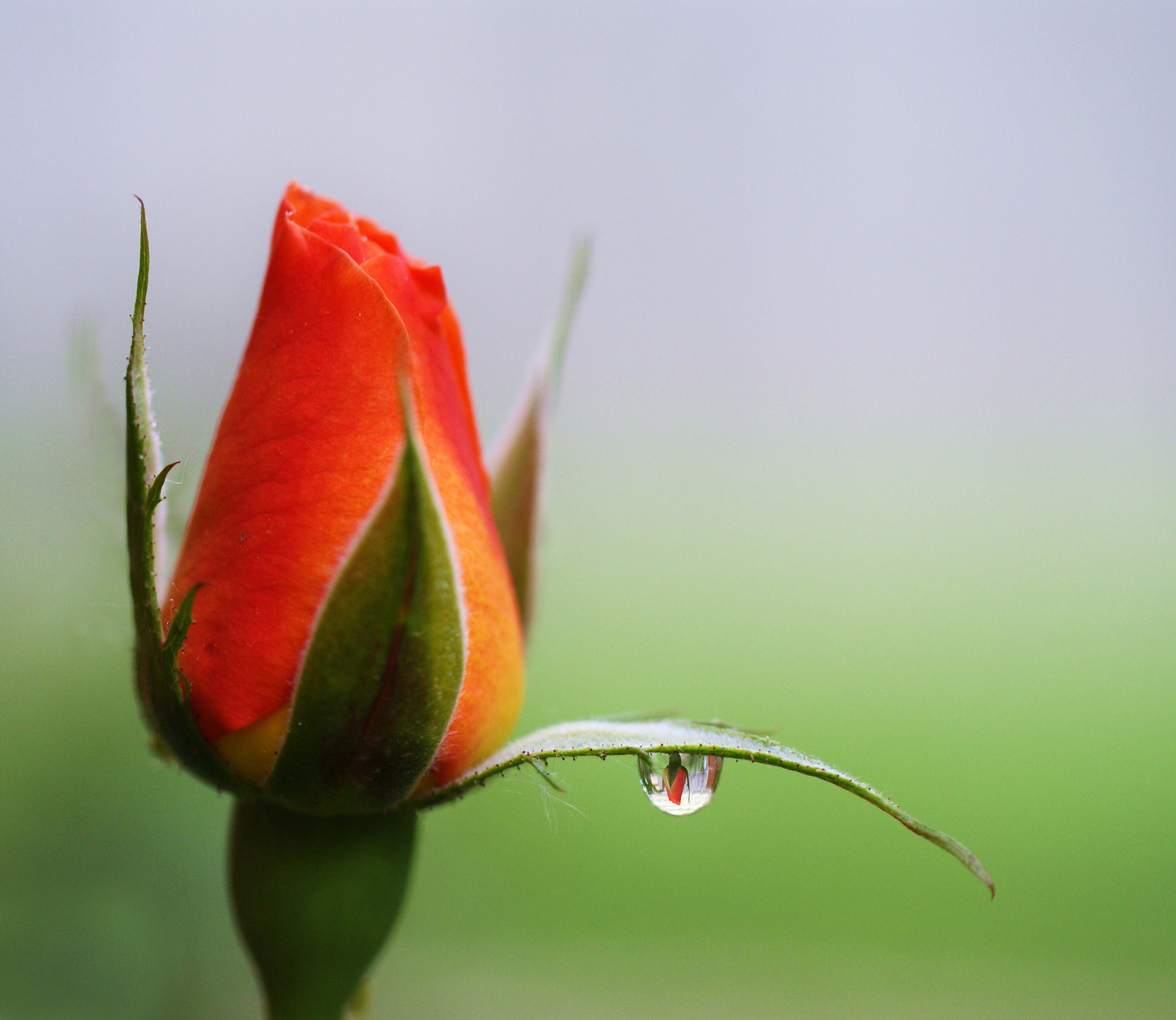 Roses Closeup Flower-bud Drops Flowers | Flowers | Pinterest | Flowers