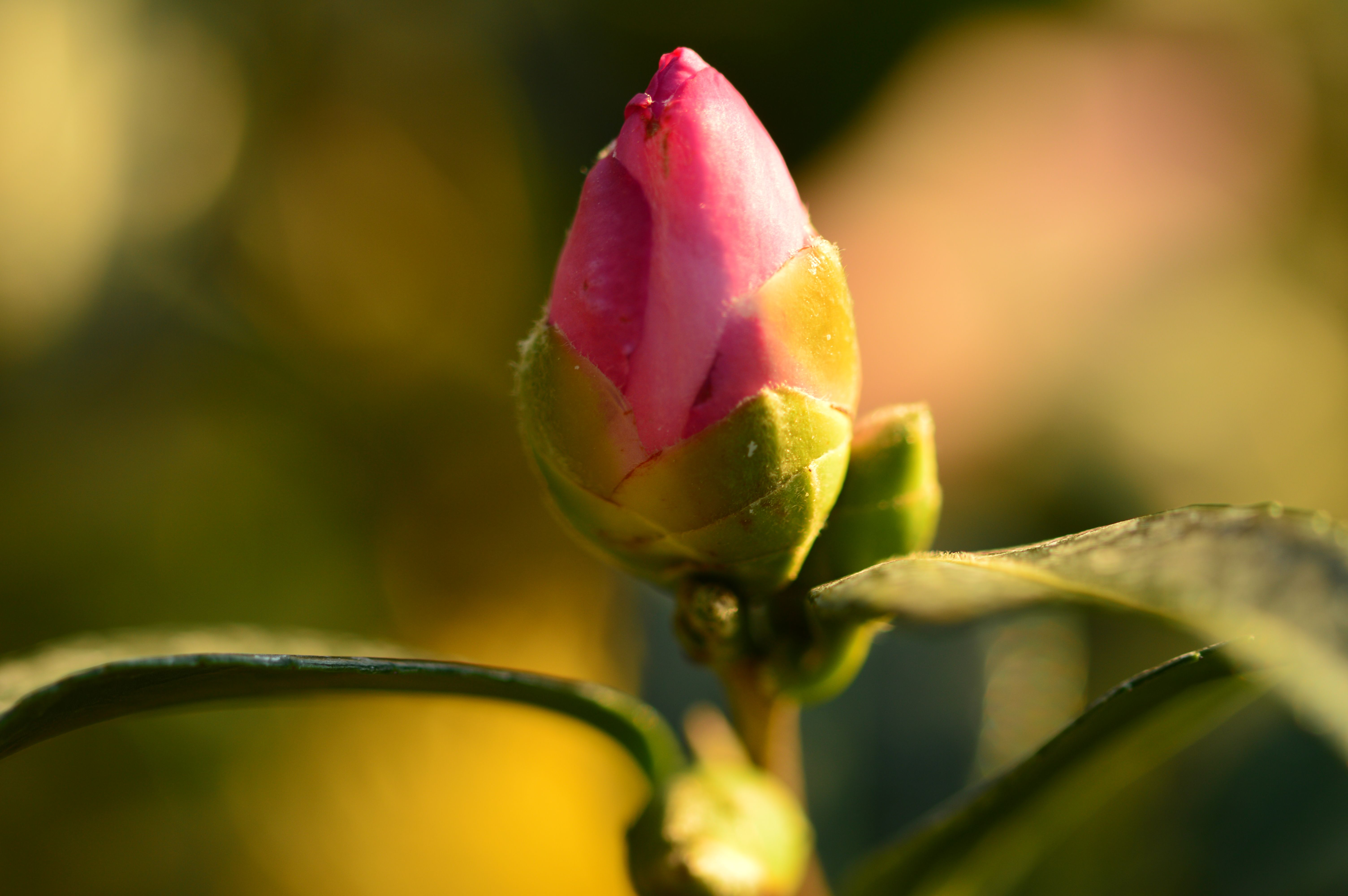 Flower buds. A promise of beauty. (Vol III) (Photos by sard@rt ...