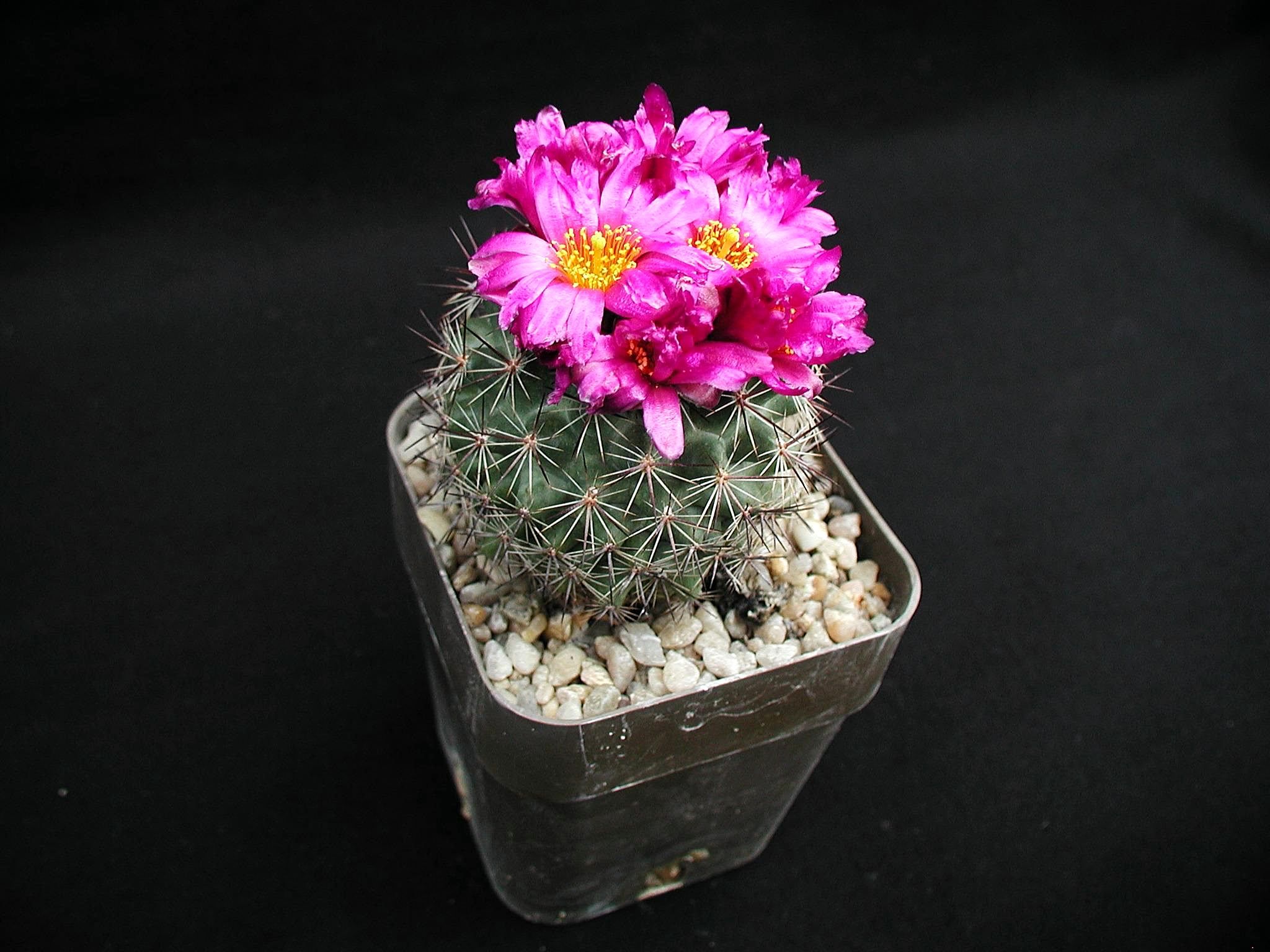 File:Pink flower of cactus plant.jpg - Wikimedia Commons
