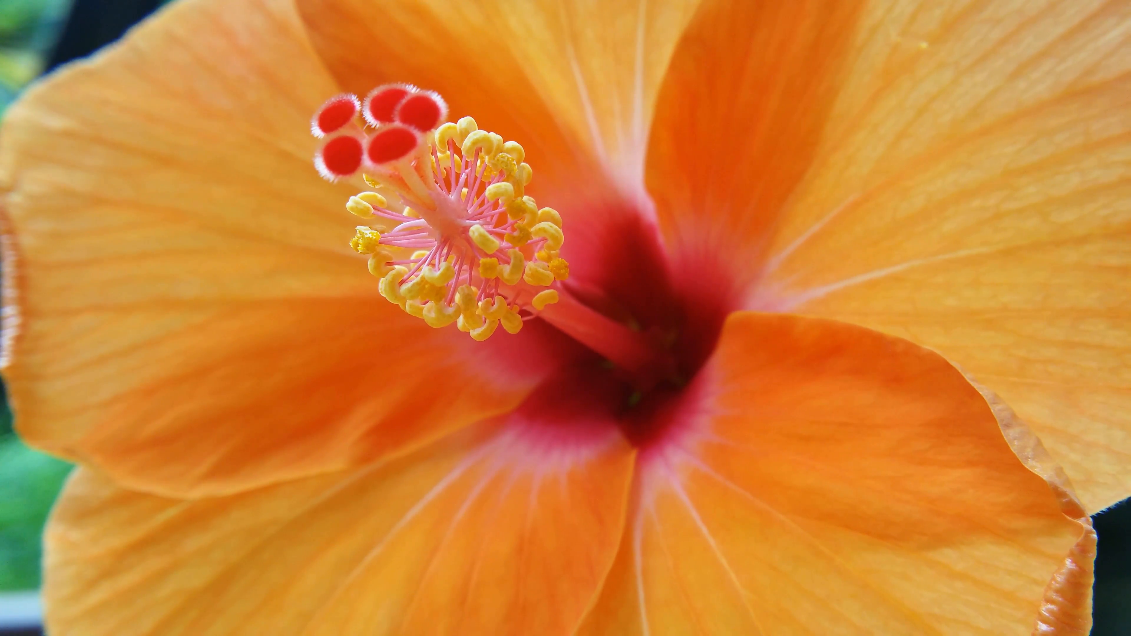 Tropical flower hibiscus close up 4K video Stock Video Footage ...