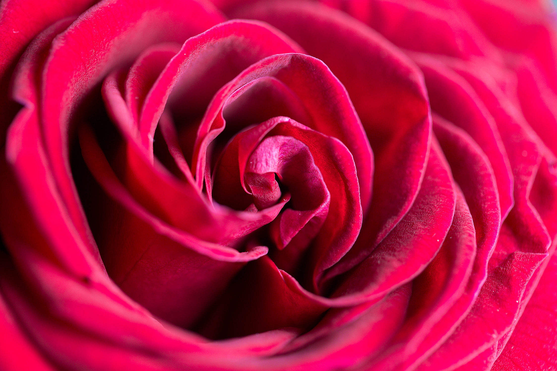Rose closeup photo