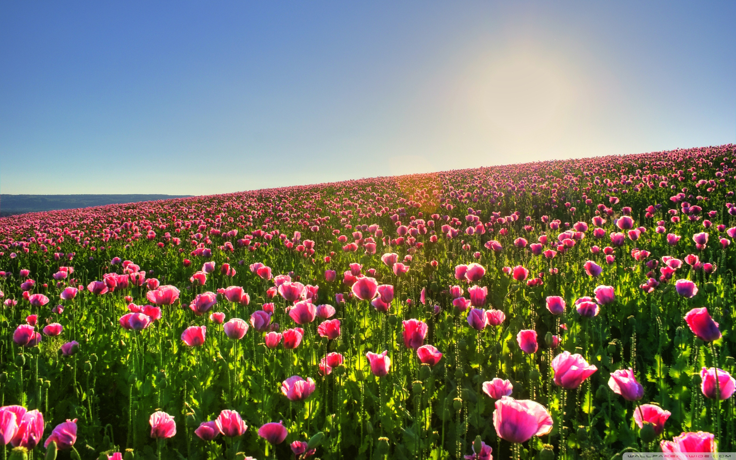 Beautiful Flower Field 4K HD Desktop Wallpaper For Ultra TV Adorable ...