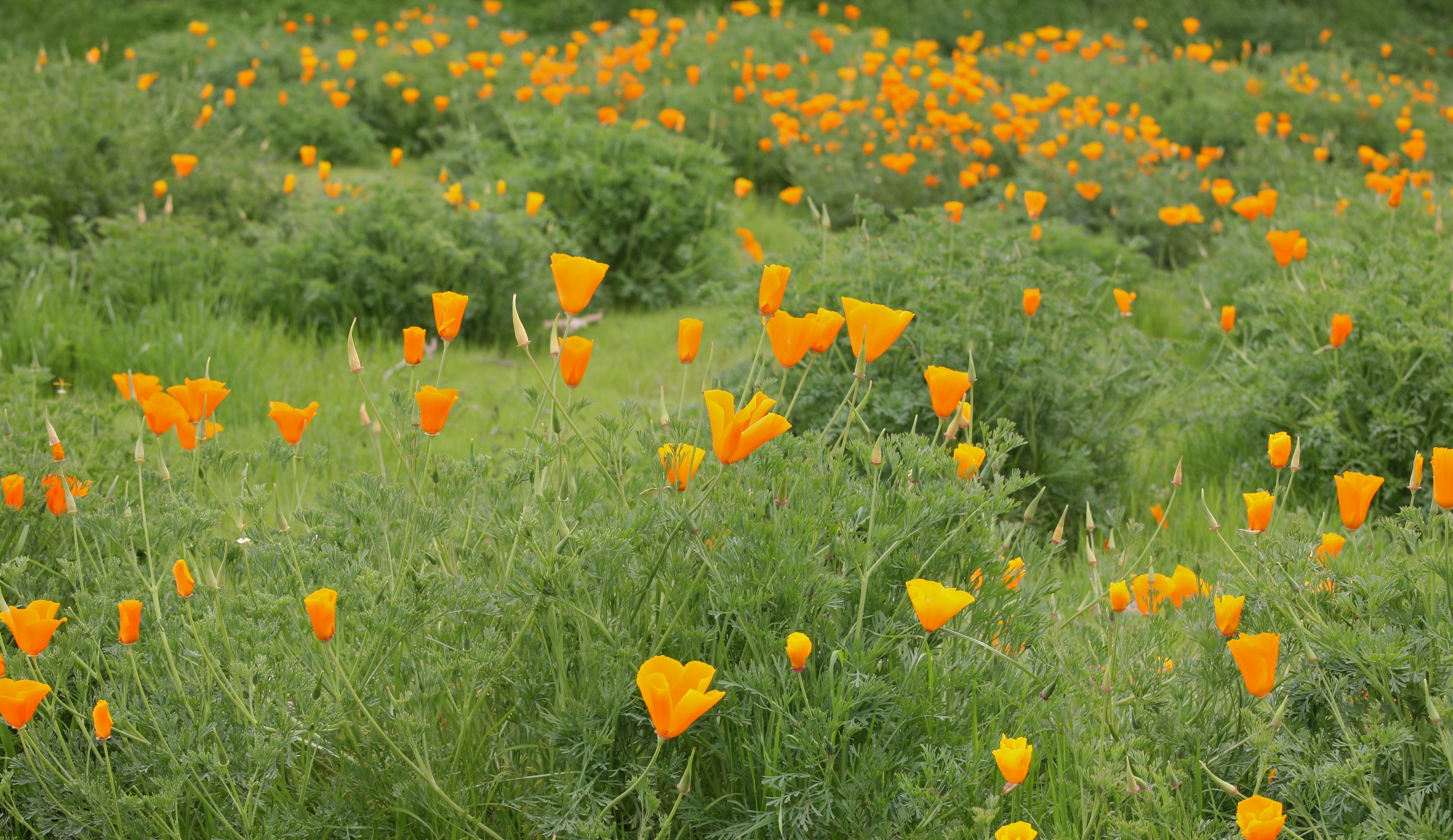 File:Flower Field (3922785114).jpg - Wikimedia Commons