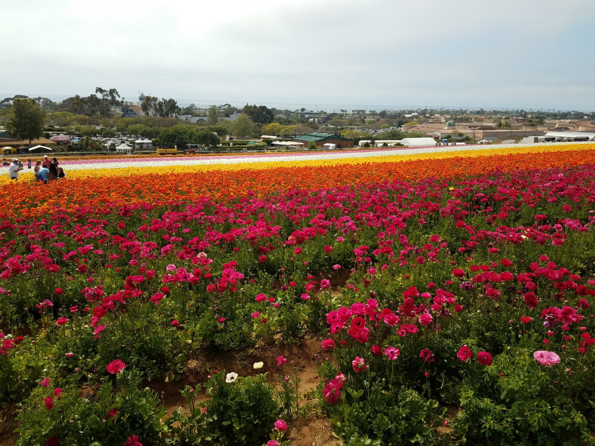 Carlsbad Flower Field - A New Latitude