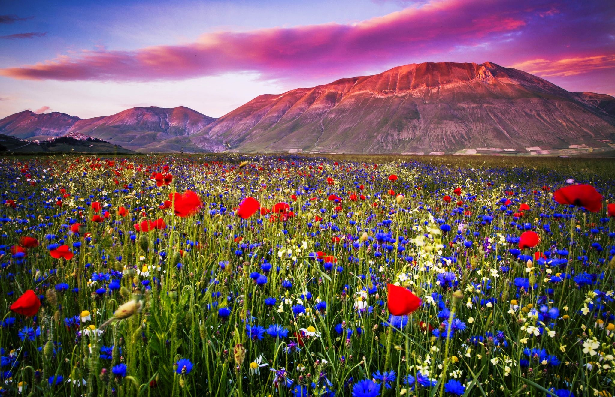 Flowers: Flower Flowers Italy Field Beautiful Clouds Mountains ...