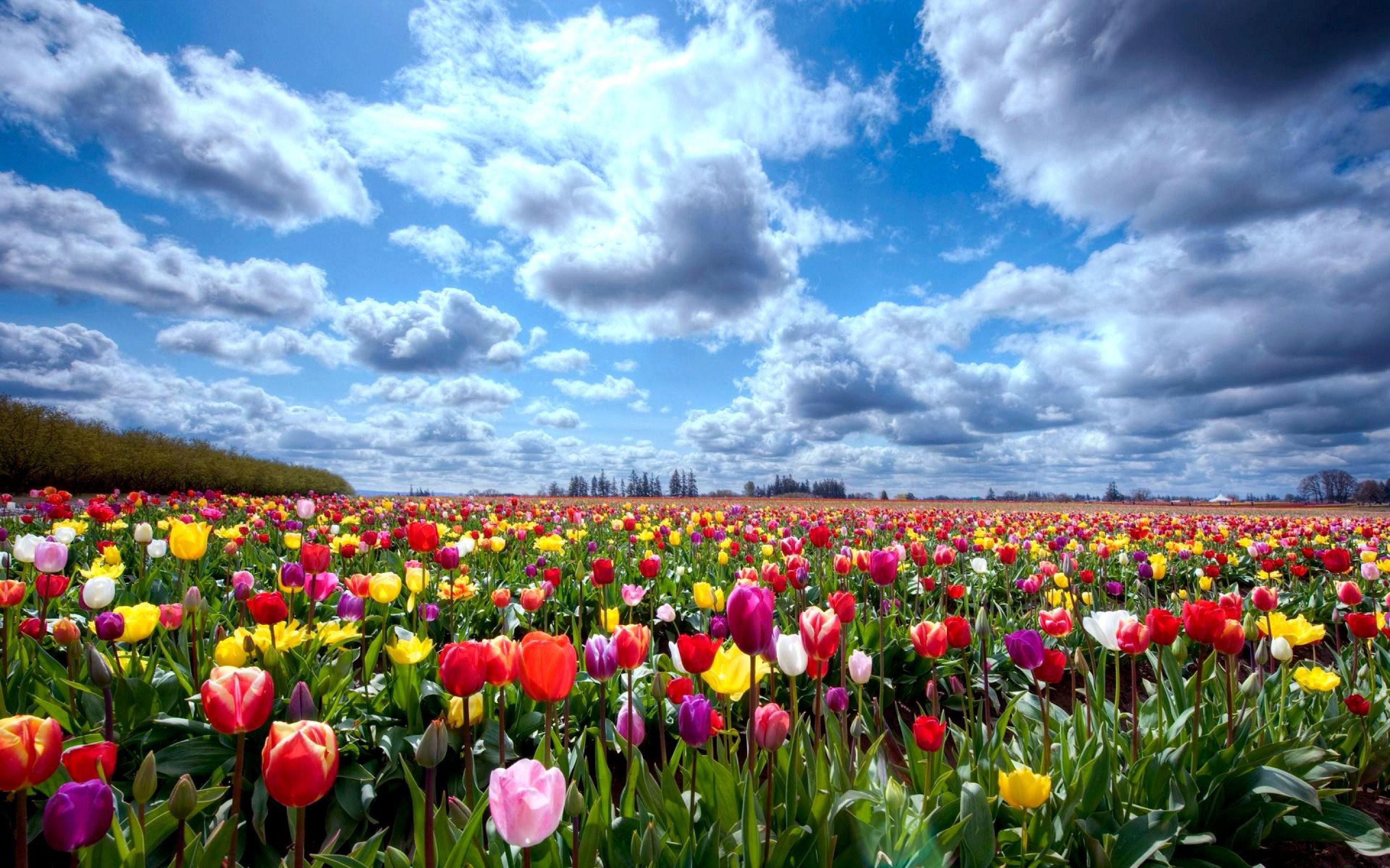Flowers: Field Fields Flowers Tulips Flower Tulip Beautiful Nature ...