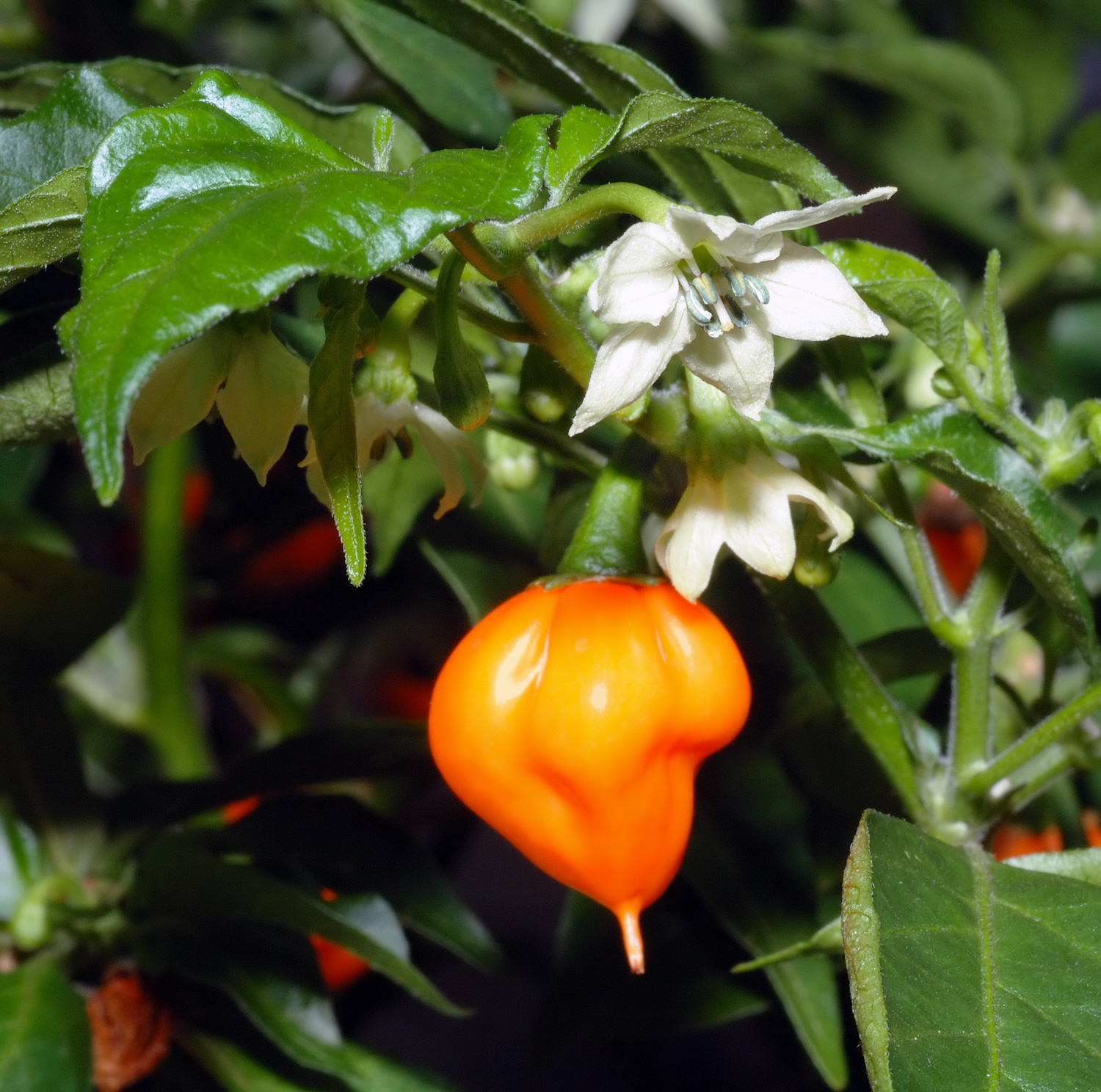 File:Habanero chile - flower with fruit (aka).jpg - Wikimedia Commons