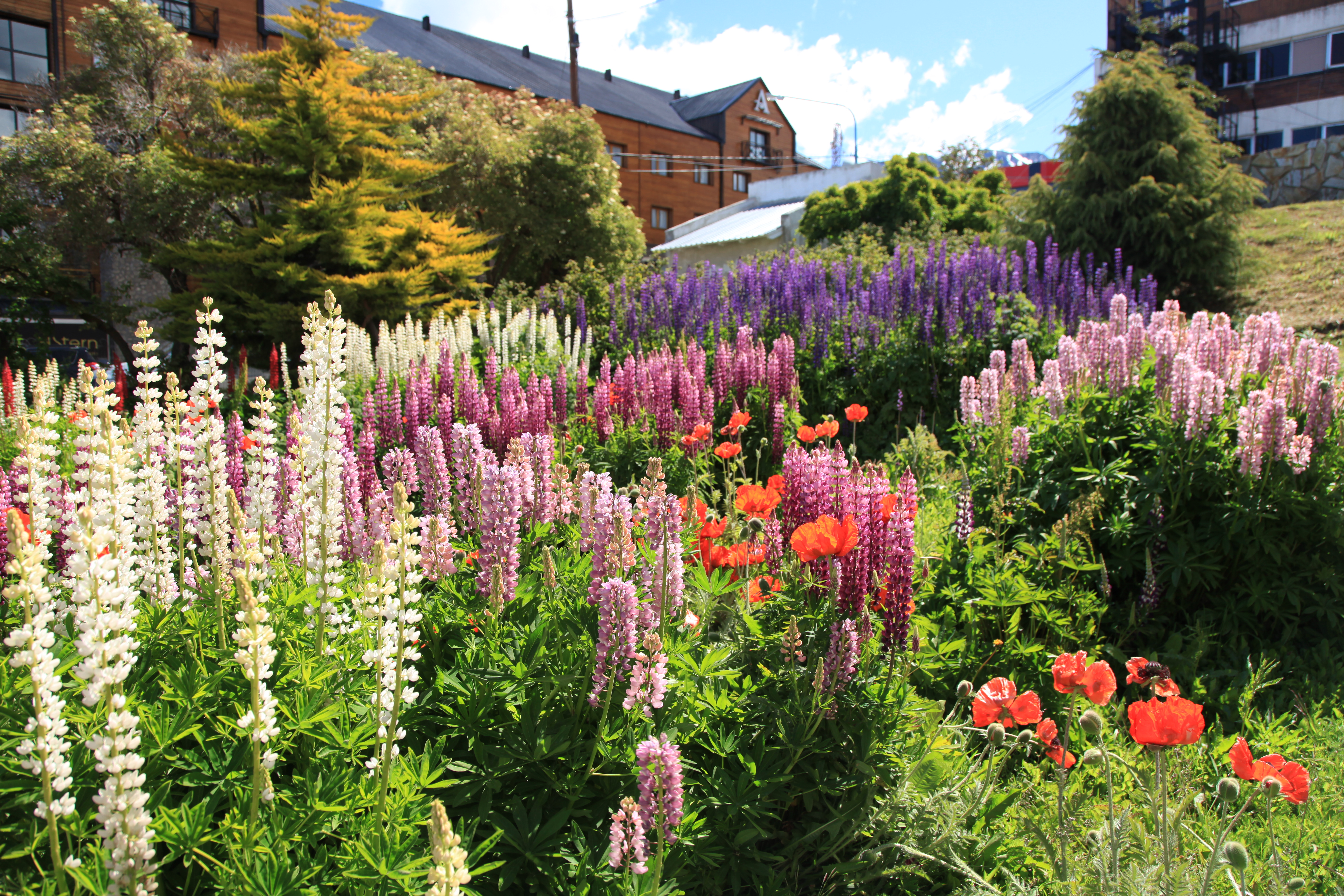 File:Flower garden in Ushuaia (5543010755).jpg - Wikimedia Commons