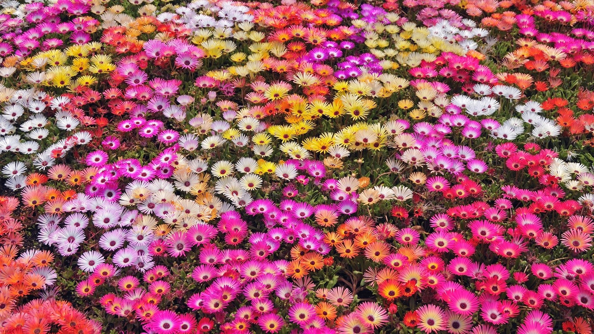 Nature flowers garden petals colors abstract plants wallpaper ...