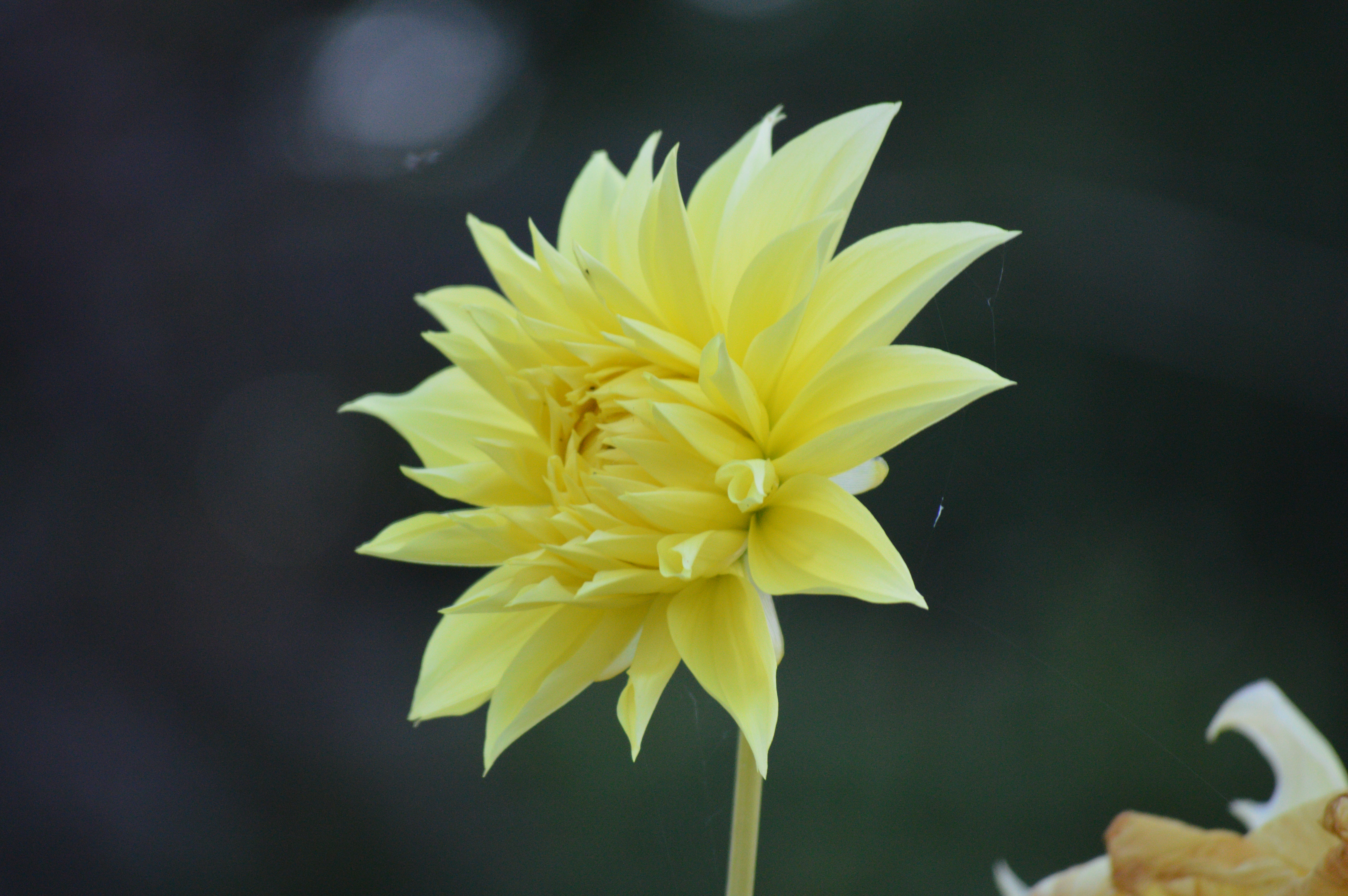Close-Up of a Yellow Flower in Bloom | gimmeges