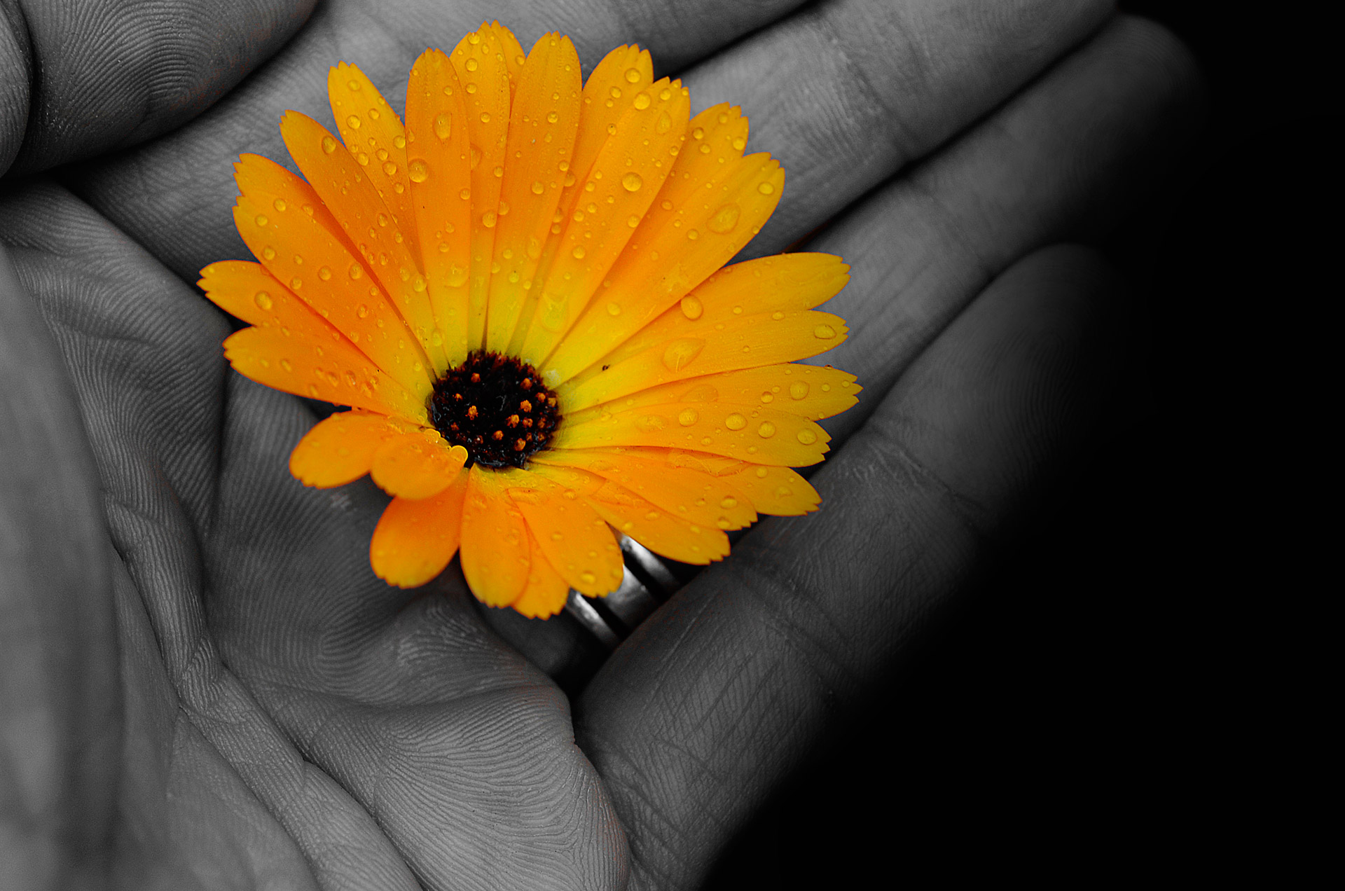 Flower In The Hand Free Stock Photo - Public Domain Pictures