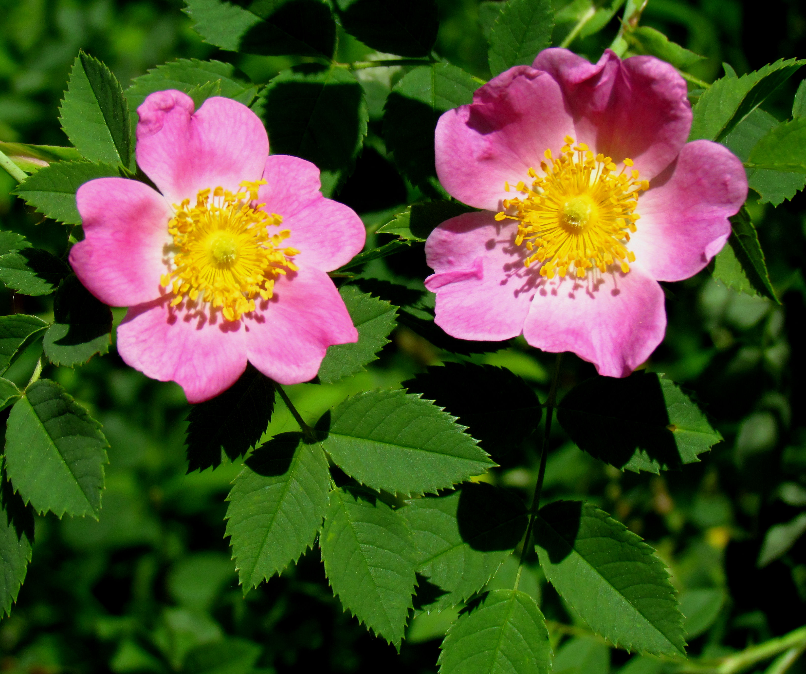 File:Pasture Rose, flowers and leaves.jpg - Wikimedia Commons