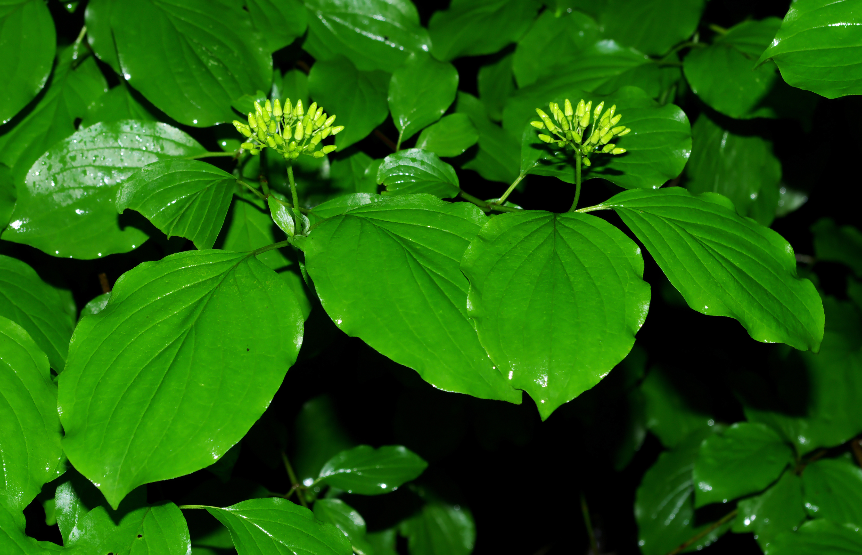 File:Cornus sanguinea - flowers and leaves.jpg - Wikimedia Commons
