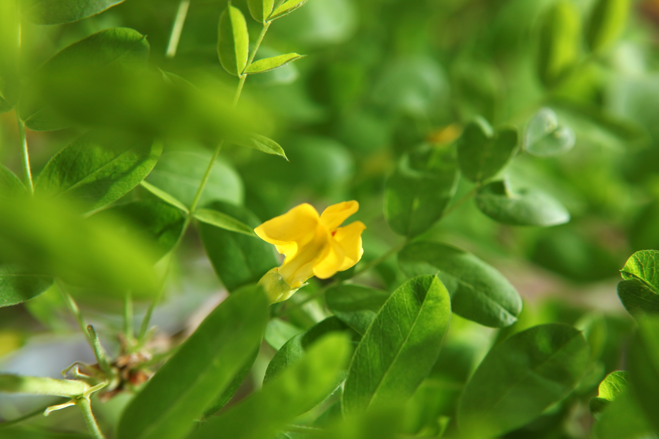 Flower in leaves, Blur, Herbal, Spring, Plant, HQ Photo